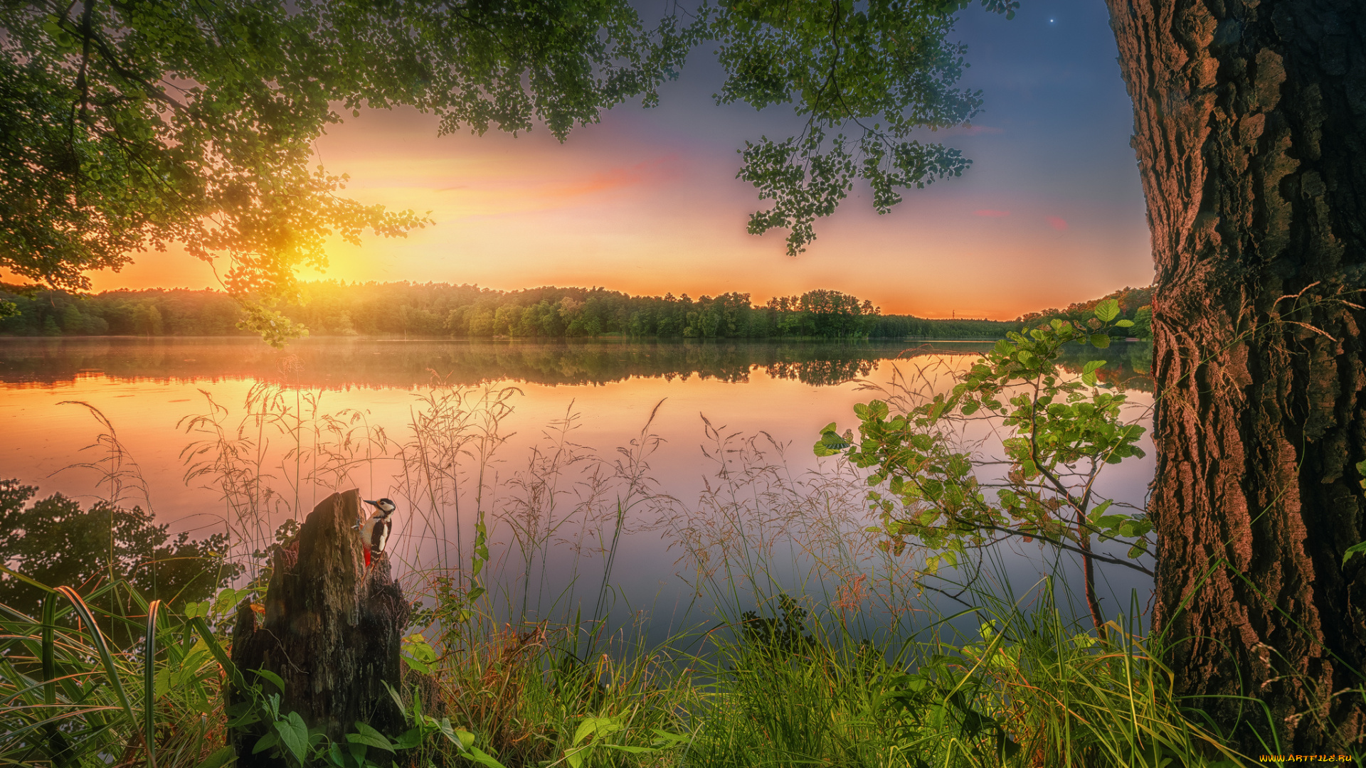 животные, дятлы, птичка