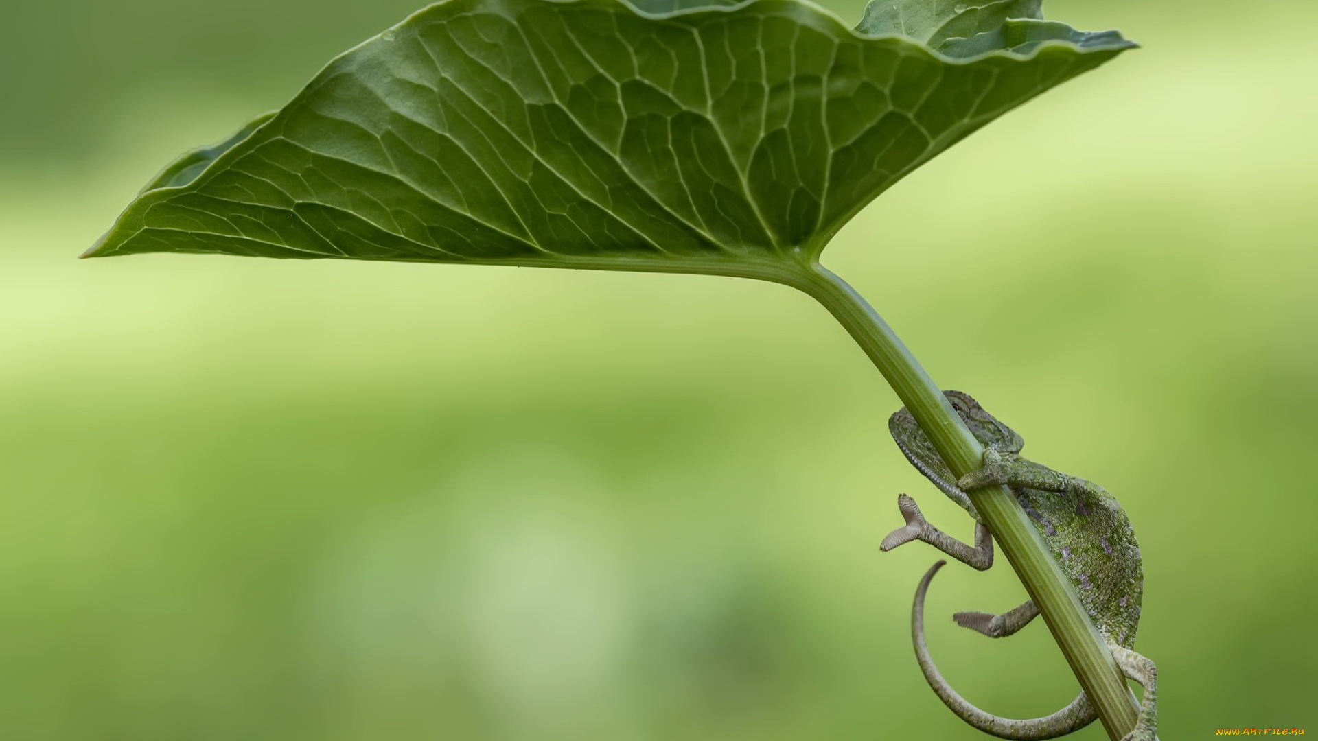 животные, хамелеоны, лист, природа, хамелион