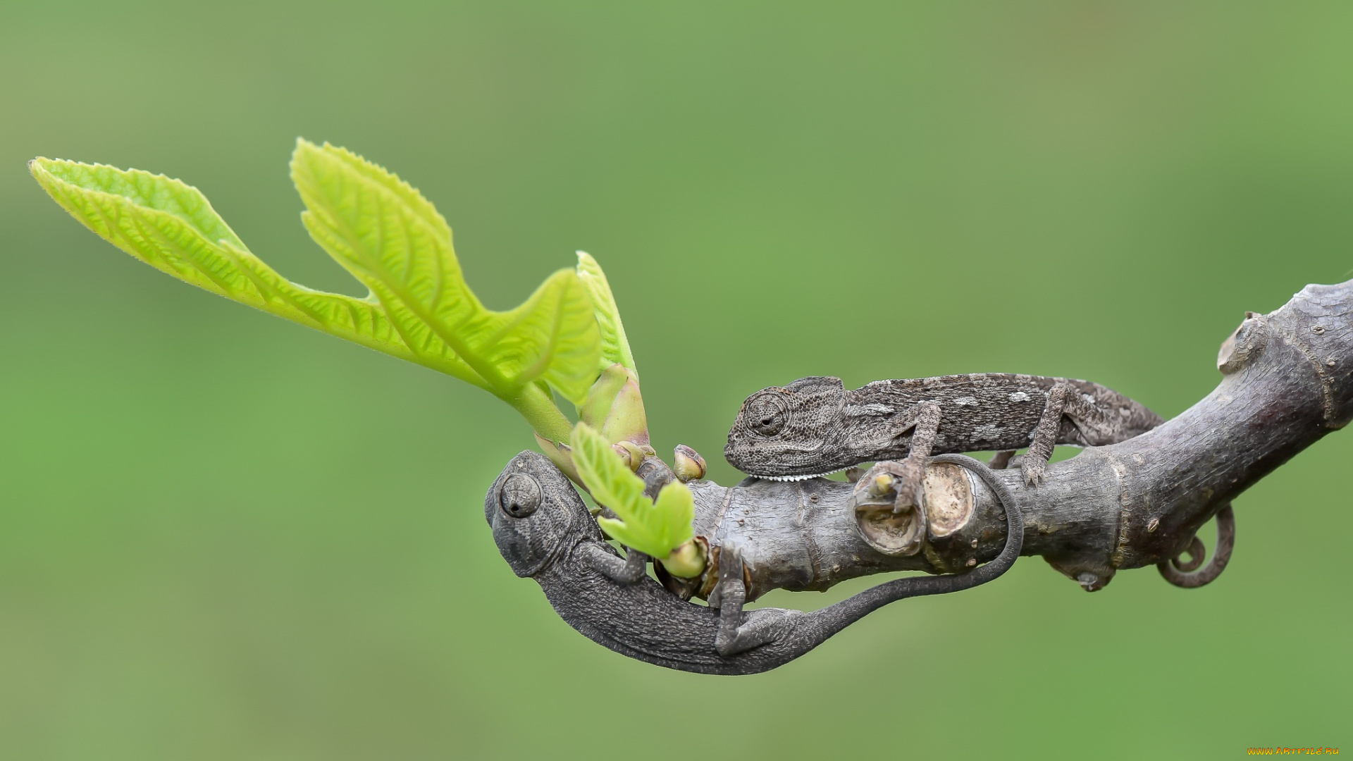 животные, хамелеоны, природа, хамелионы