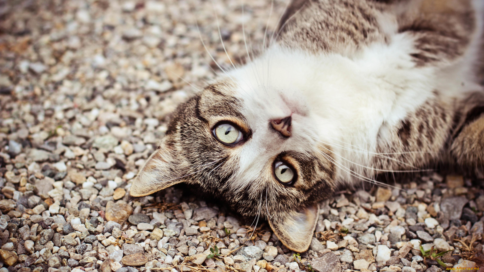 животные, коты, кот, кошка, щебень