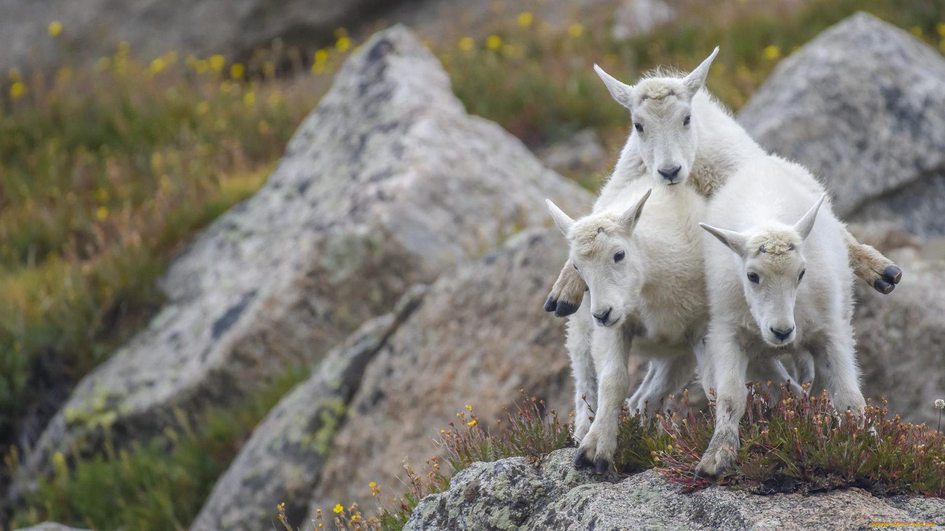 животные, козы, камни, пирамида, трио, козлята, троица