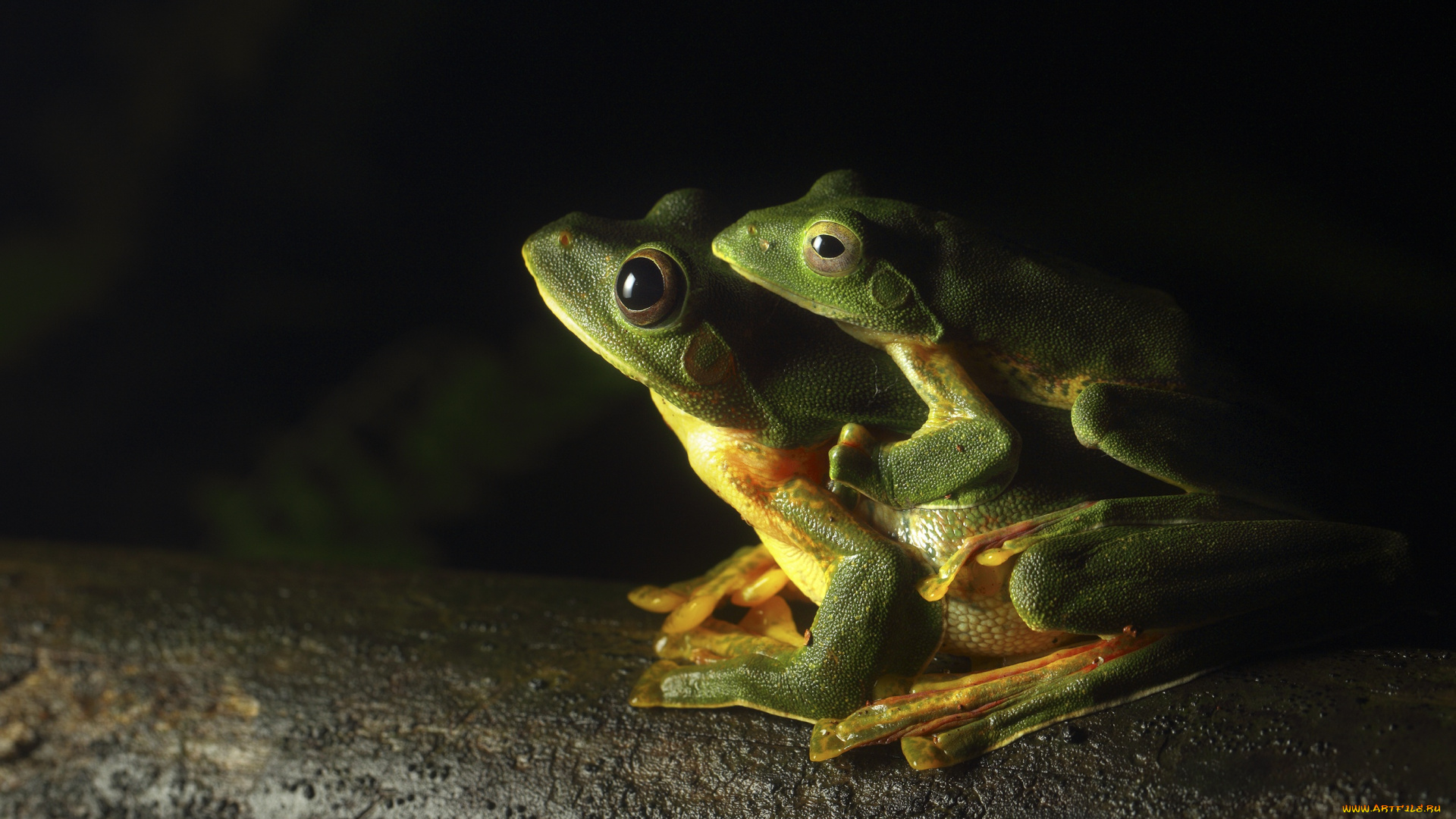 животные, лягушки, legs, eyes, greens, frogs, toads