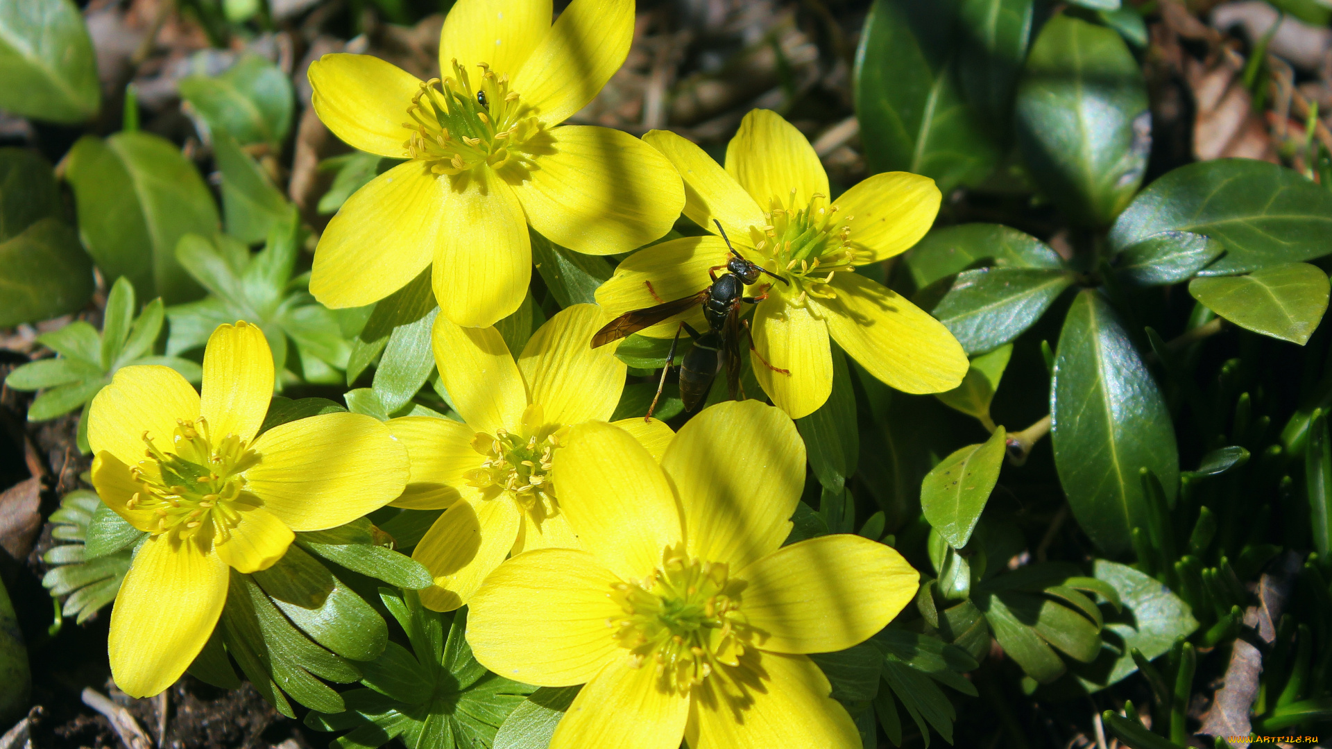 животные, пчелы, , осы, , шмели, цветы