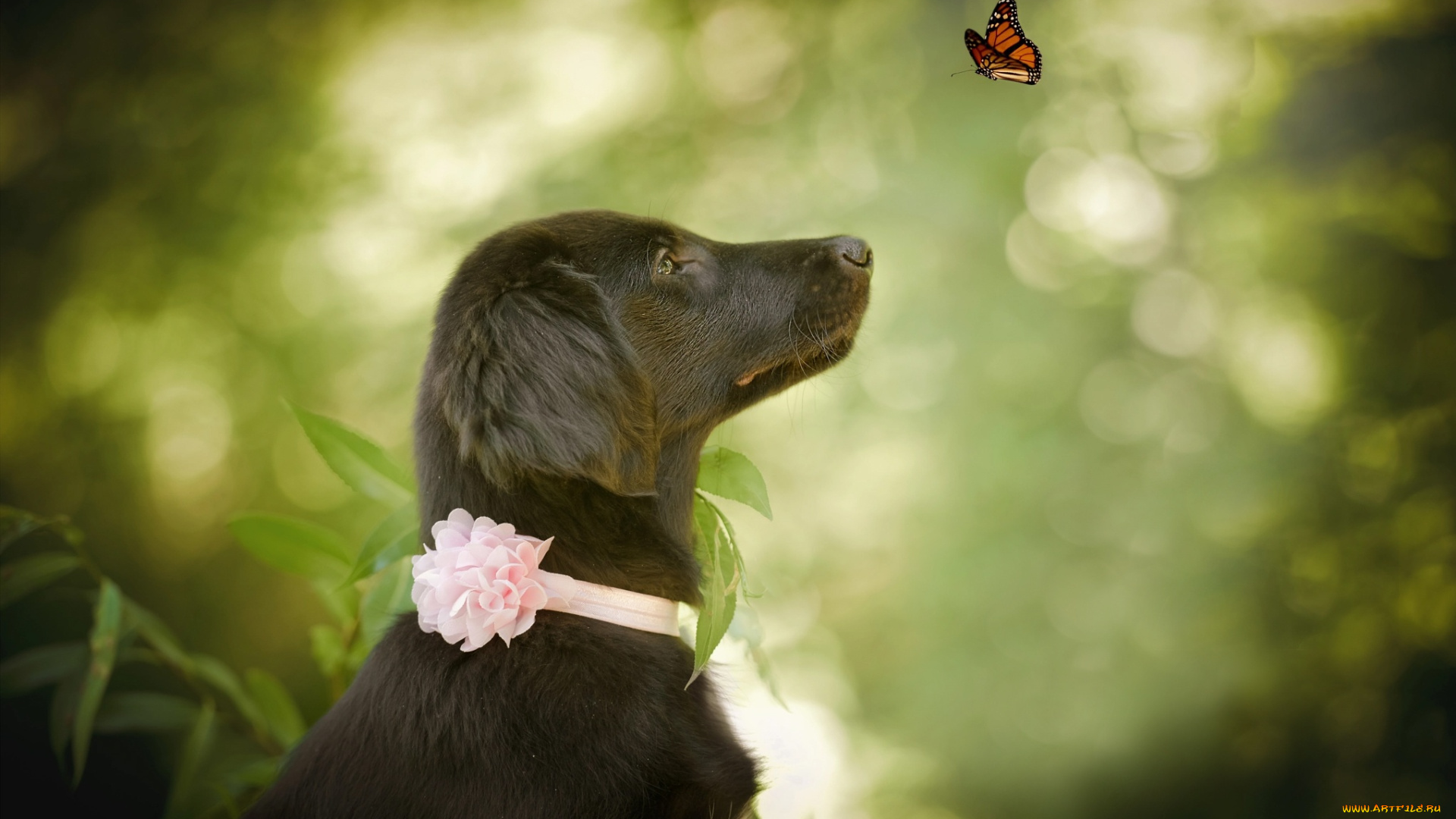 животные, собаки, природа, животное, бабочка, собака, профиль, пёс, боке