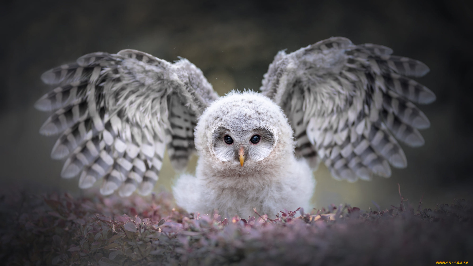 животные, совы, глаза, взгляд, листья, природа, серый, фон, сова, птица, портрет, крылья, пух, красотка, птенец, взмах, боке, оперение, размах, пестрая