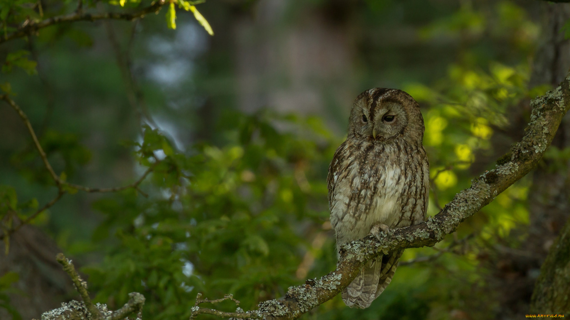 животные, совы, серая, неясыть, ветки, зелень, птица, сова, дерево