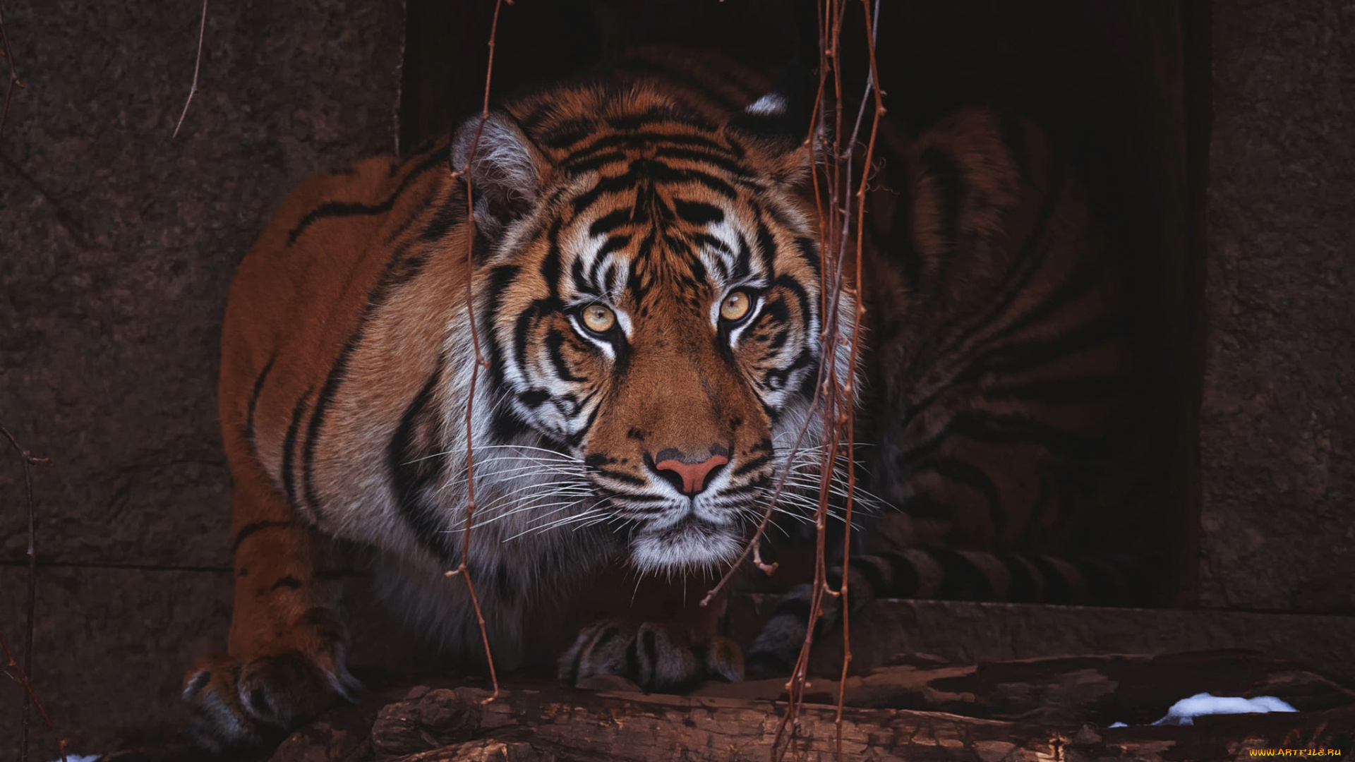 животные, тигры, взгляд, морда, листья, тигр, поза, темный, фон, портрет, бревна, зоопарк, жилище