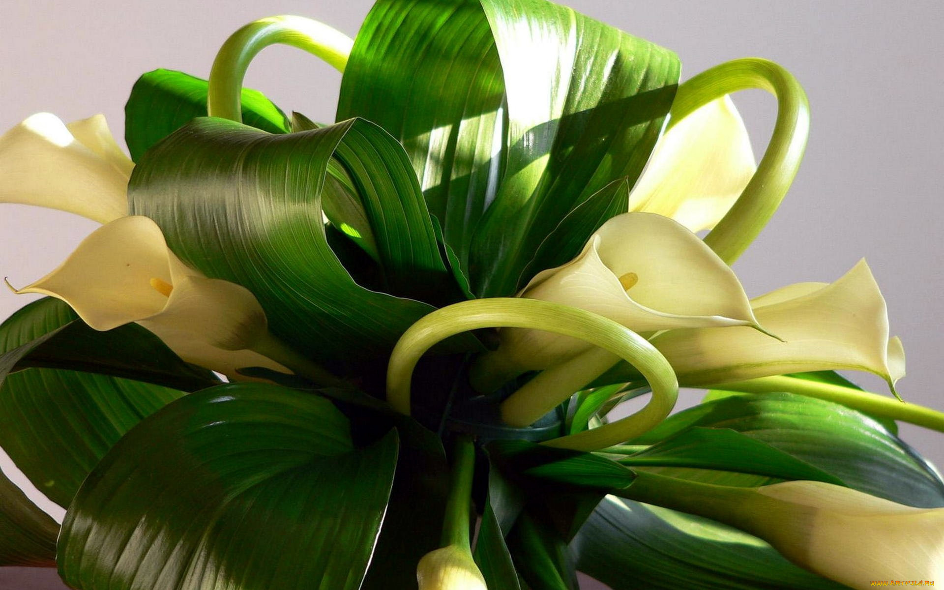 цветы, каллы, букет