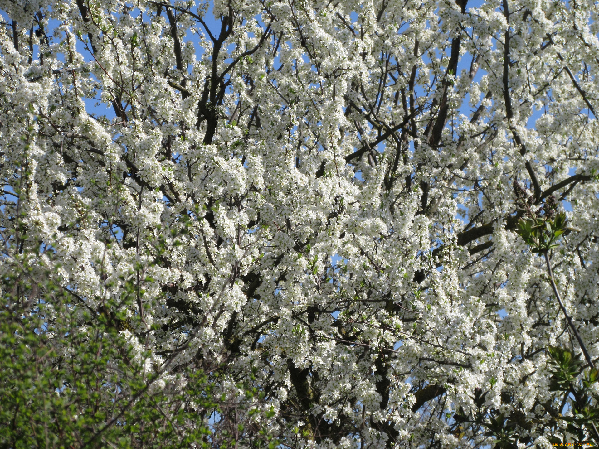 цветы, цветущие, деревья, , , кустарники, весна, 2018