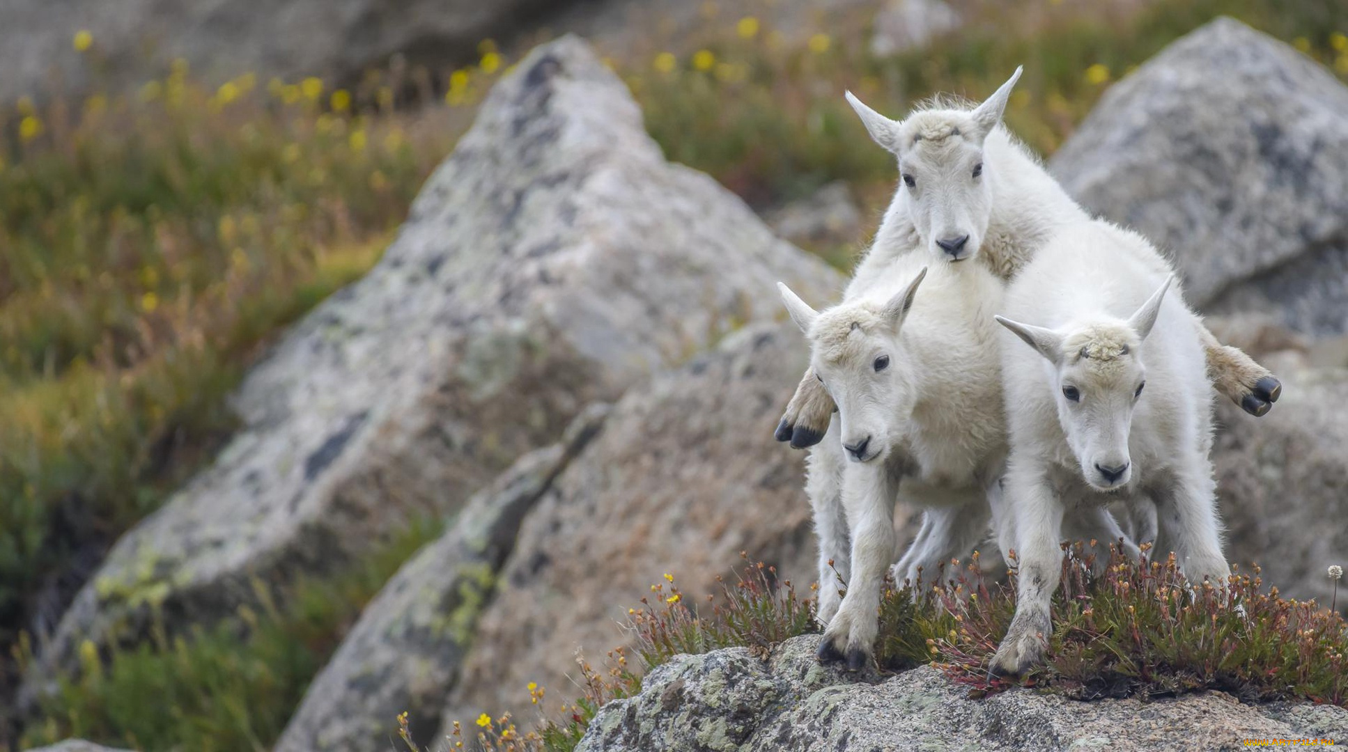 животные, козы, камни, пирамида, трио, козлята, троица