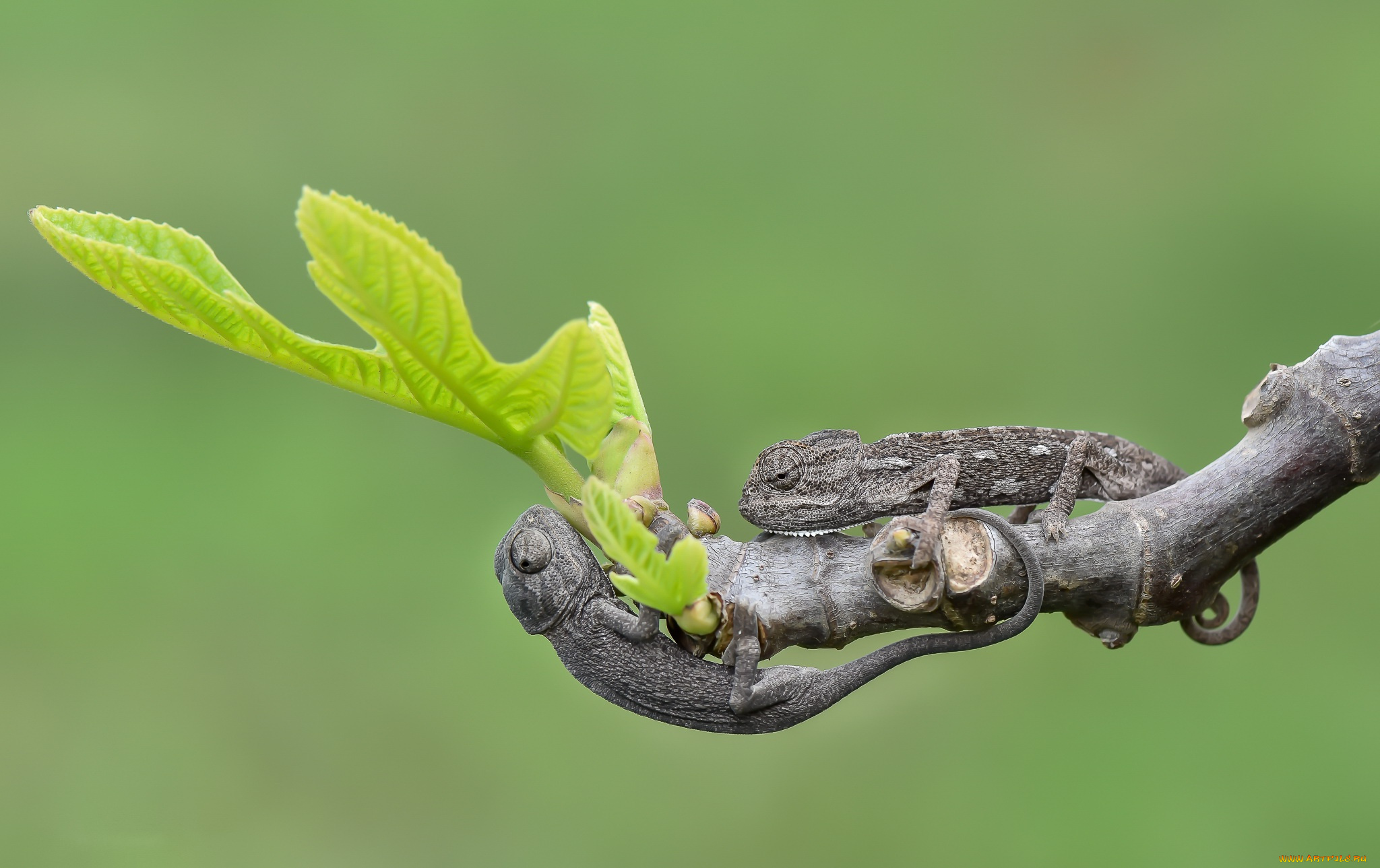 животные, хамелеоны, природа, хамелионы