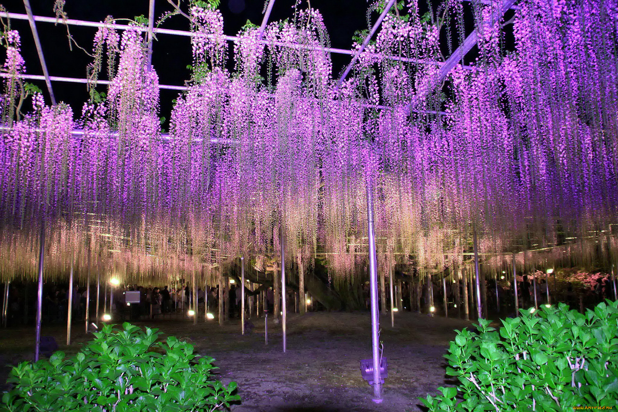 цветы, глициния, лиловый