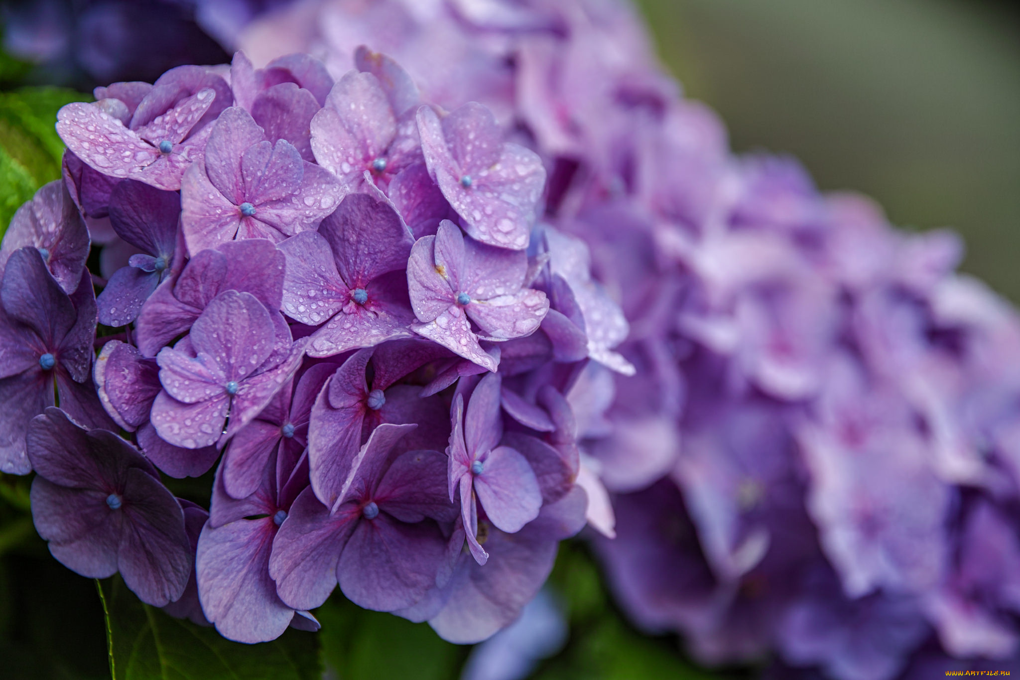цветы, гортензия, цветение, куст