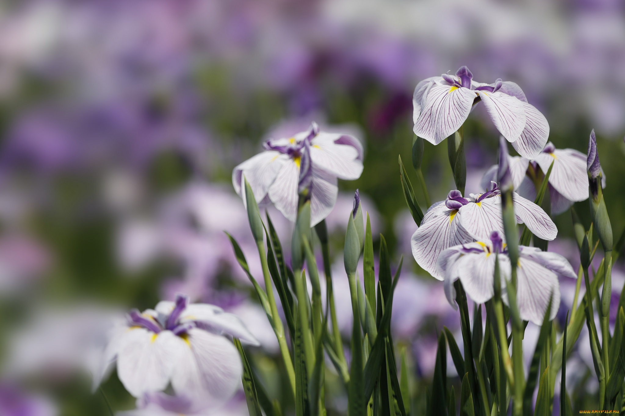 цветы, ирисы, цветение, куст