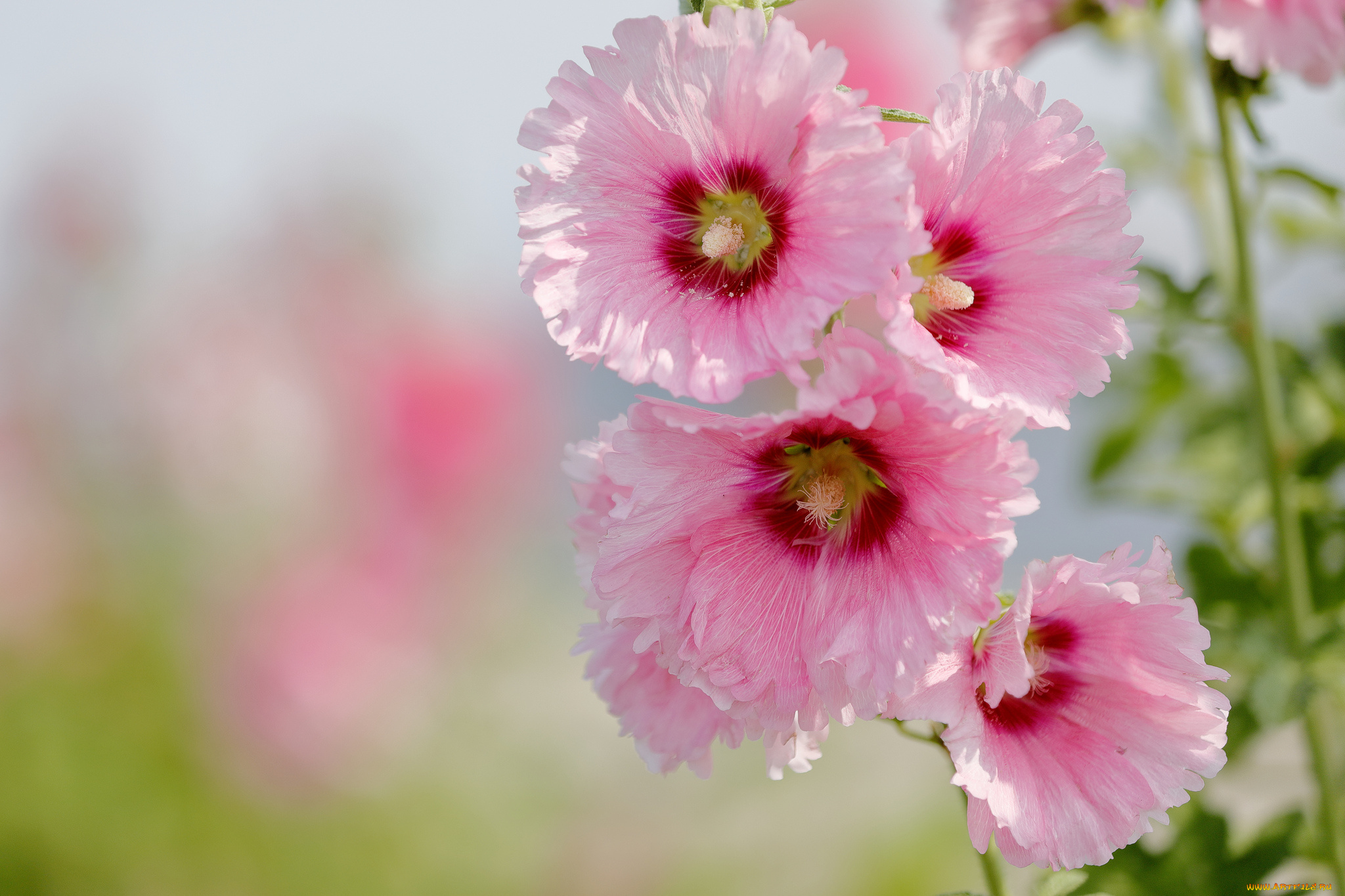 цветы, мальвы, мальва, цветение, листья