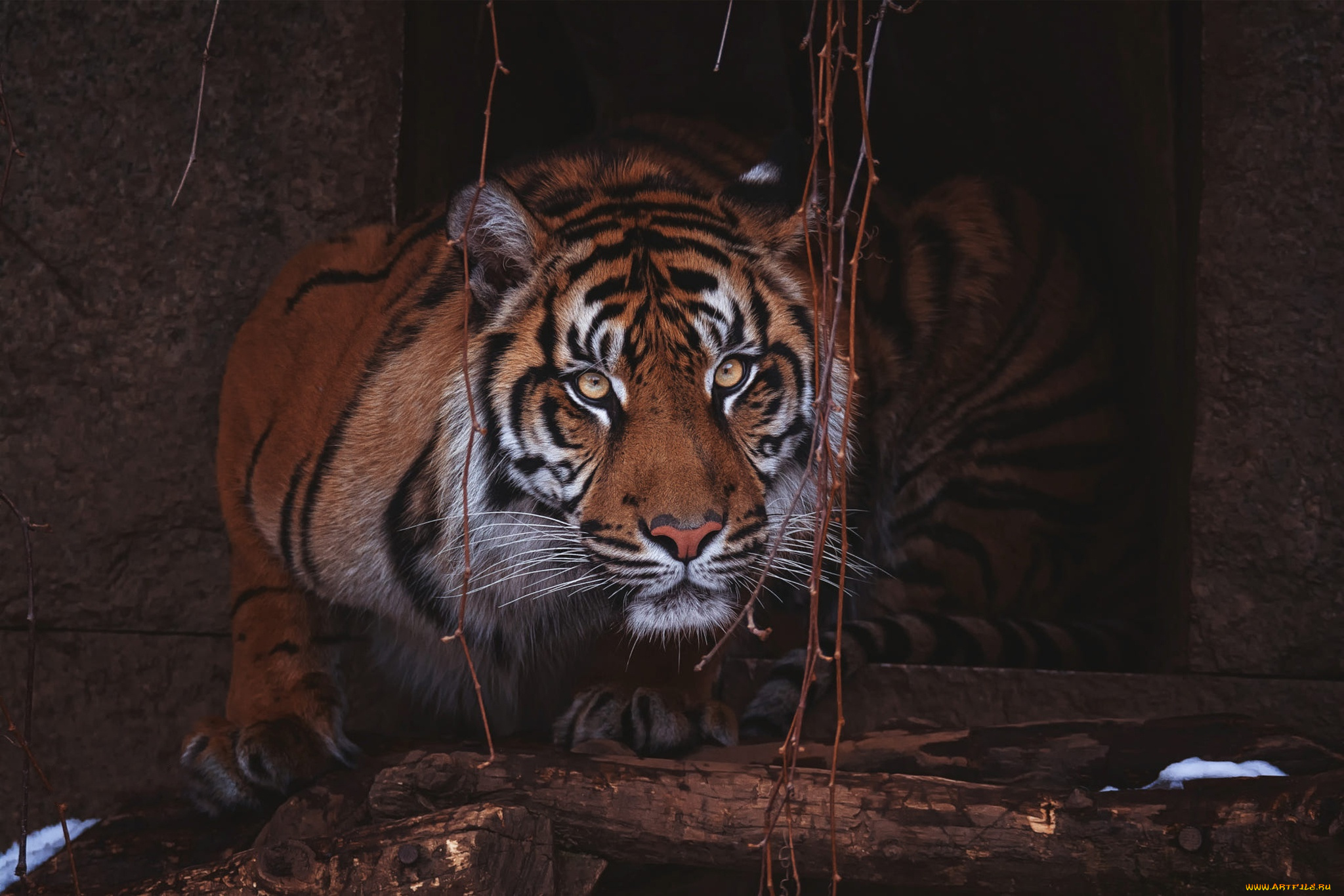 животные, тигры, взгляд, морда, листья, тигр, поза, темный, фон, портрет, бревна, зоопарк, жилище