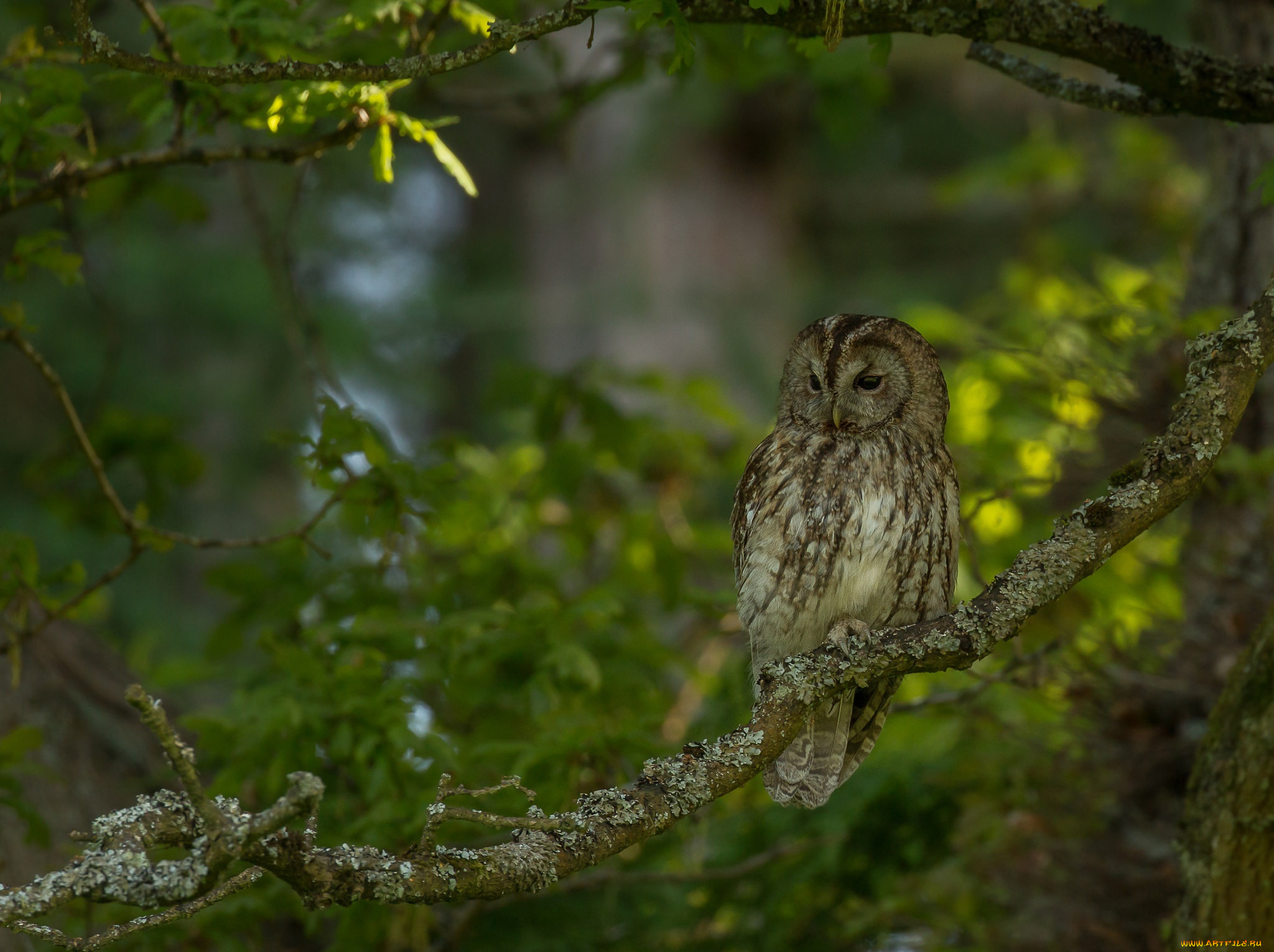 животные, совы, серая, неясыть, ветки, зелень, птица, сова, дерево