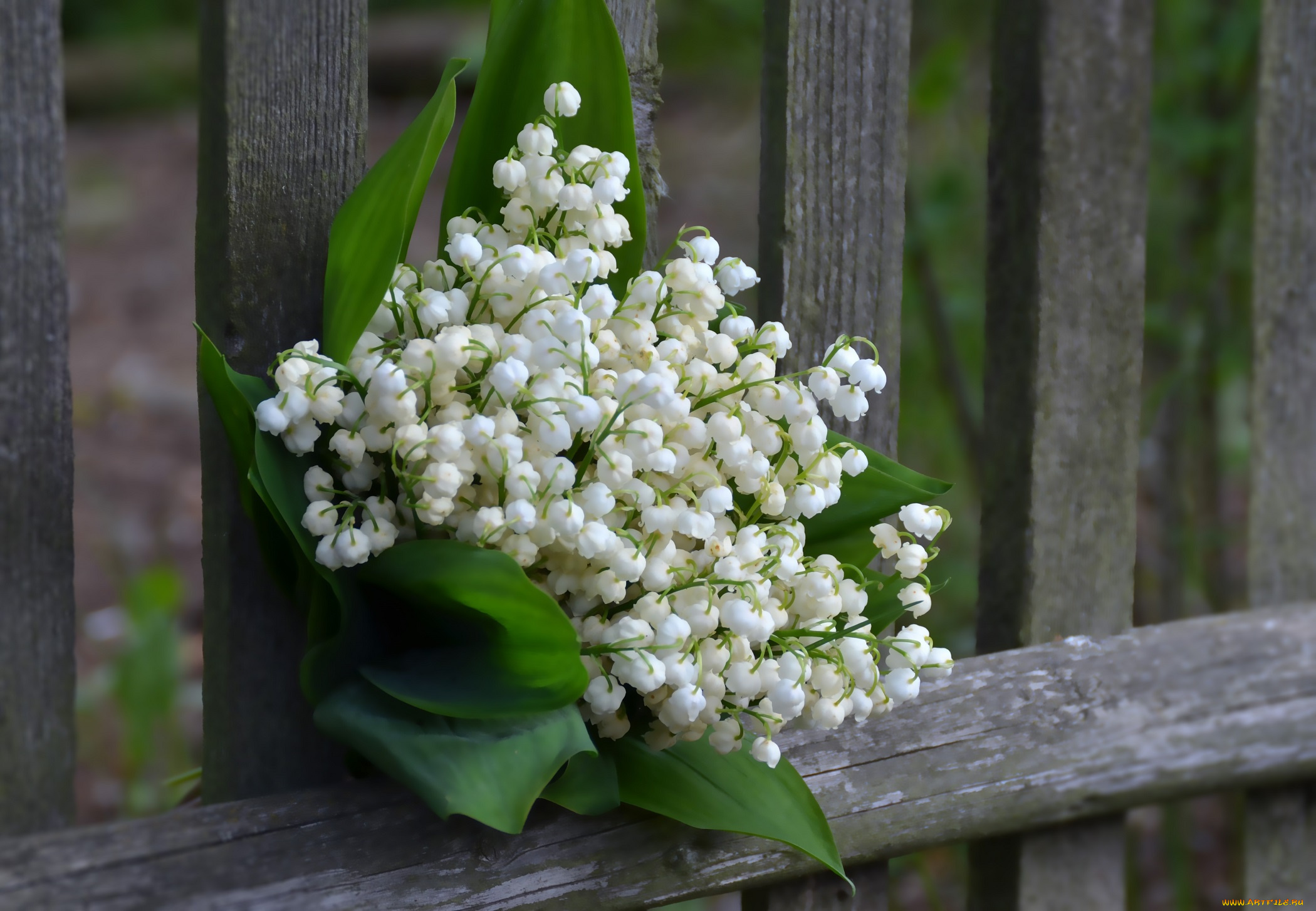 цветы, ландыши, красота, букет, лесные