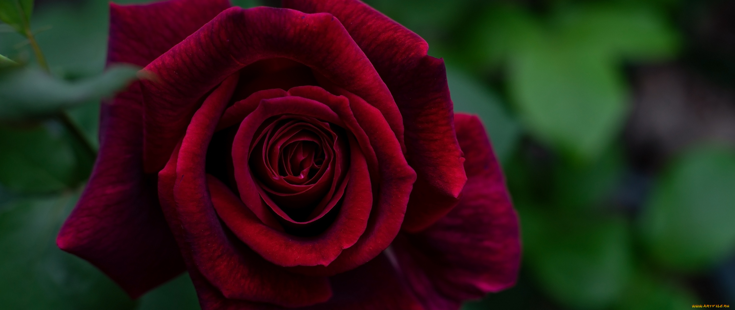 цветы, розы, бордо