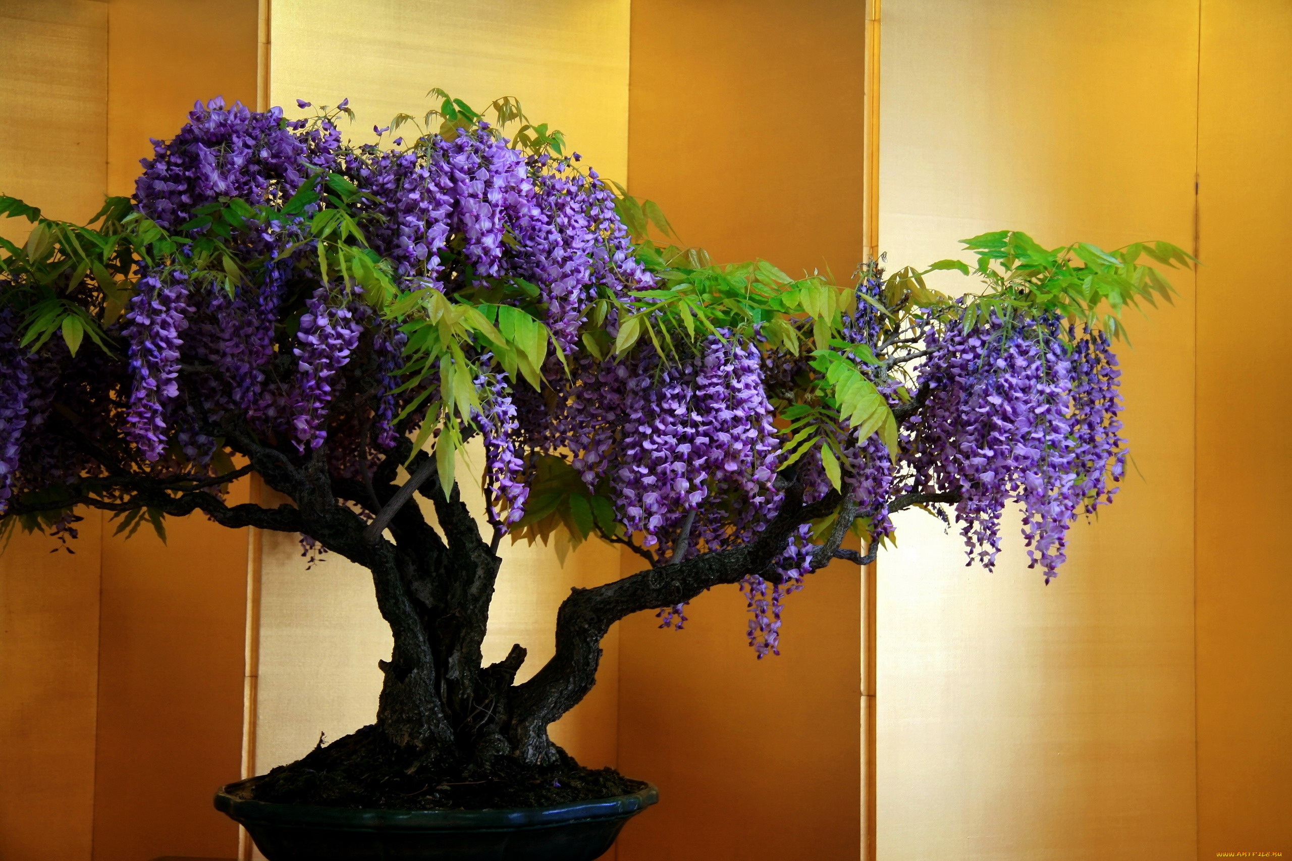 цветы, глициния, деревце