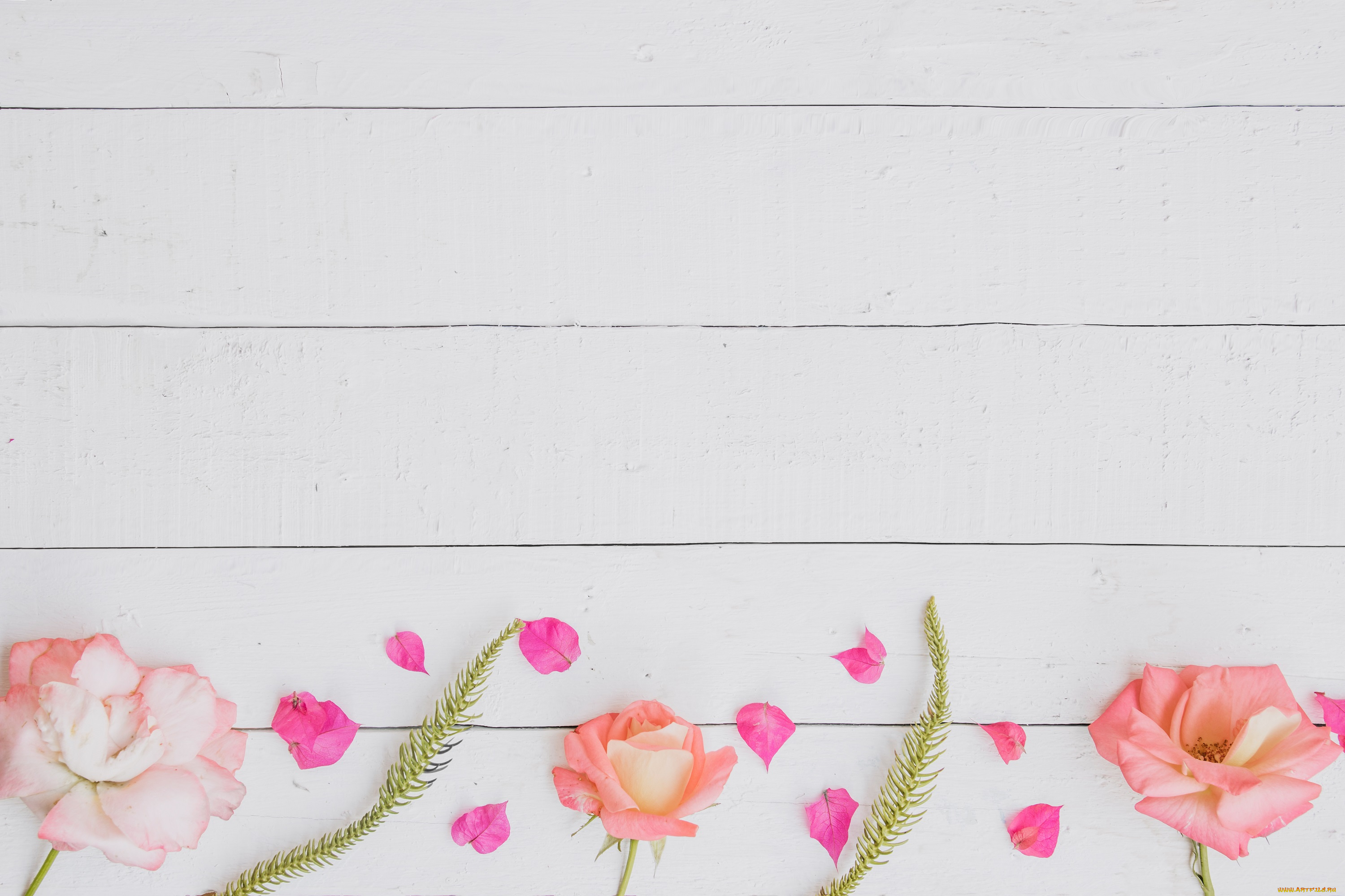 цветы, розы, роза