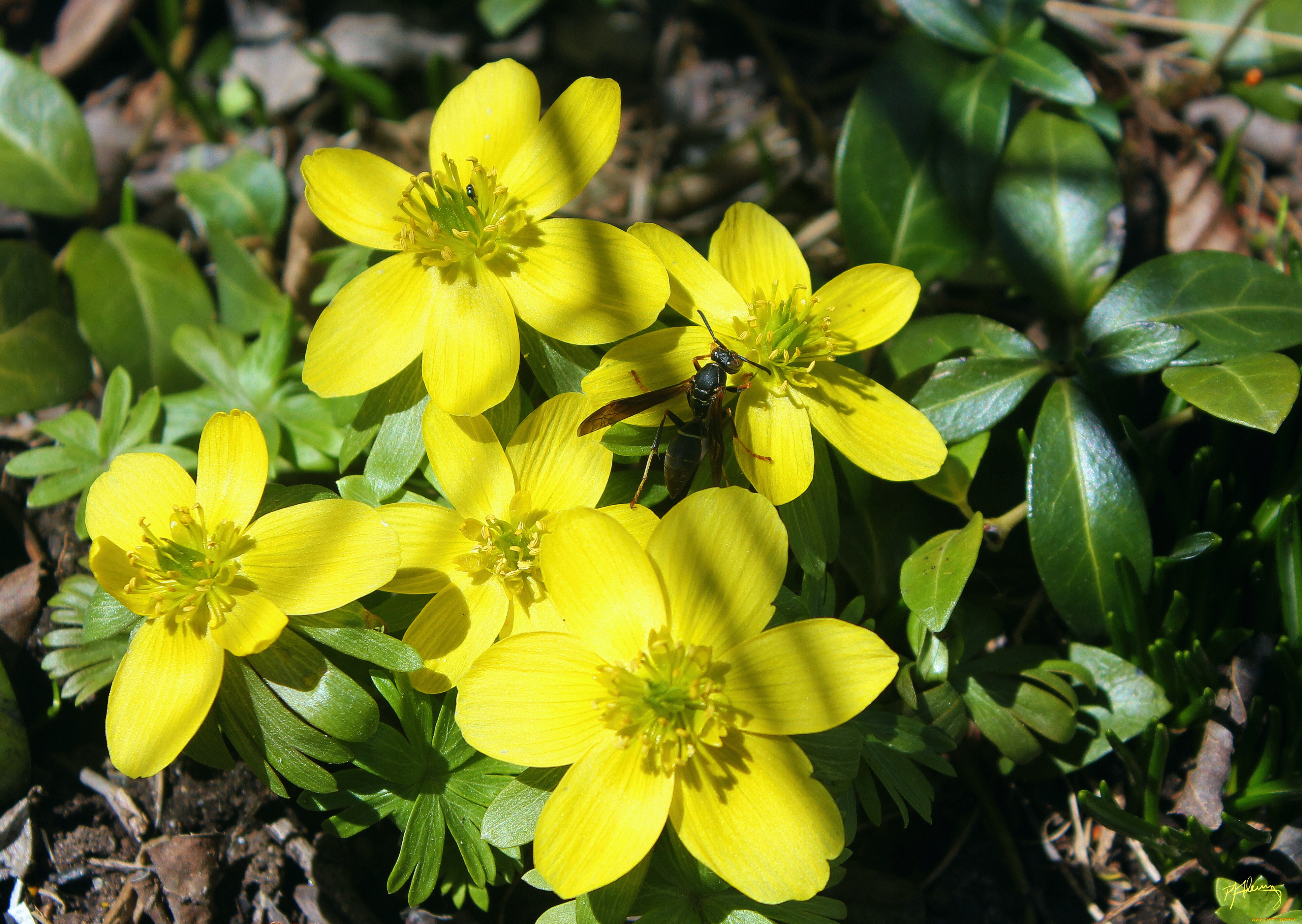 животные, пчелы, , осы, , шмели, цветы