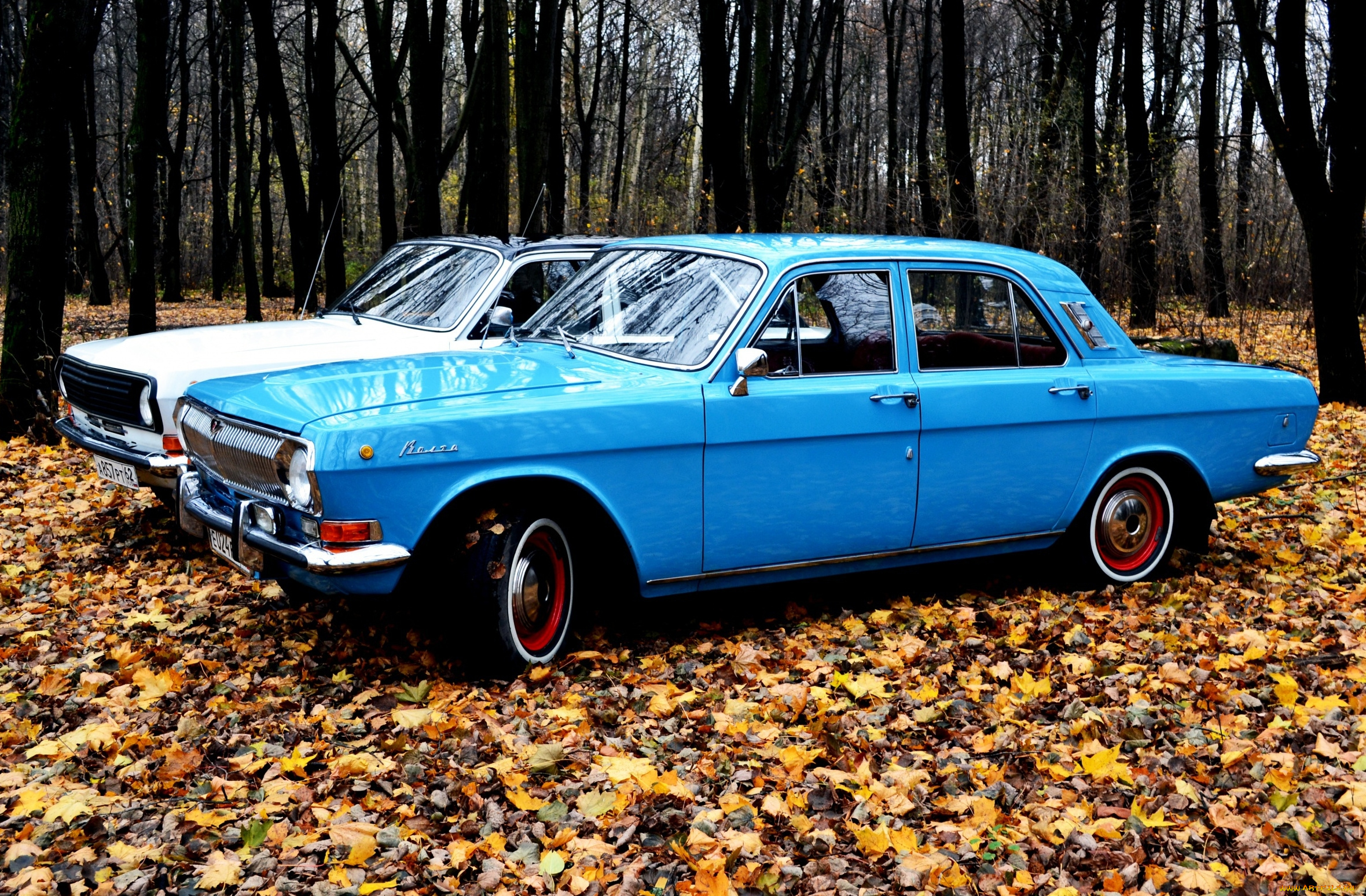 газ-, 24, волга, автомобили, газ, осень, газ-, 24, волга, классика, лес