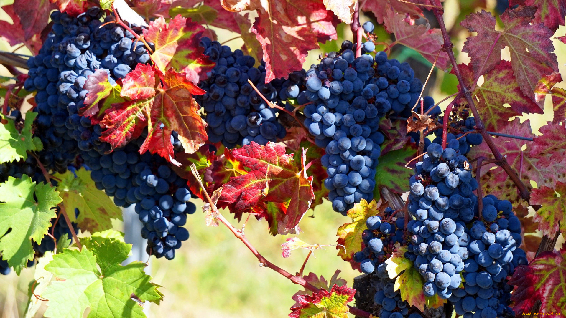 природа, ягоды, , виноград, грозди, виноград, листья