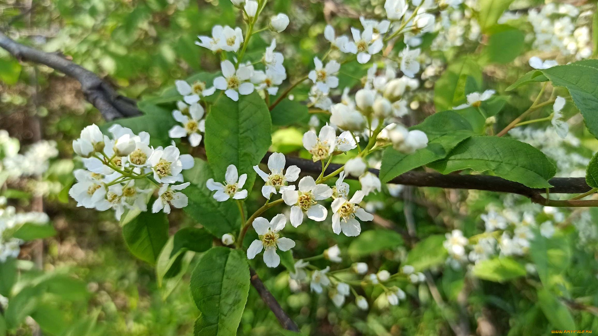 цветы, черемуха, ветка, весна, цветение