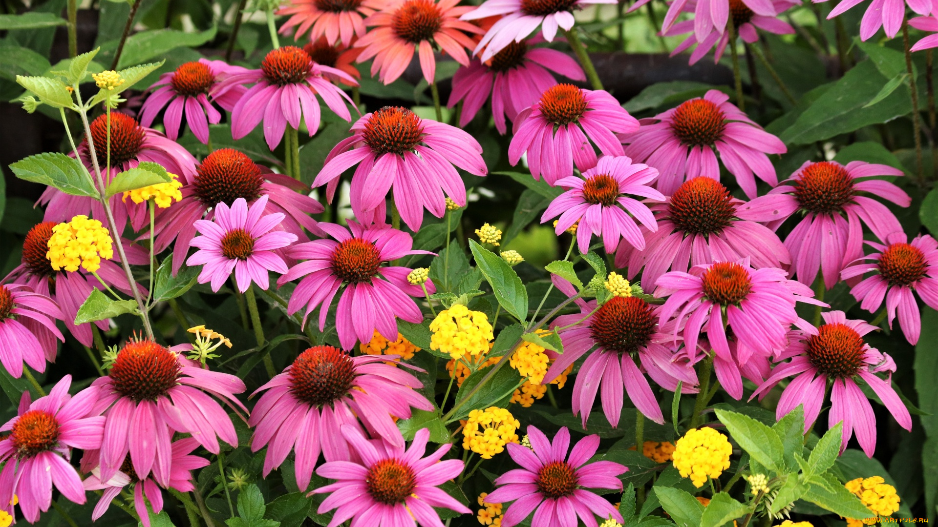 цветы, разные, вместе, эхинацея, вербена