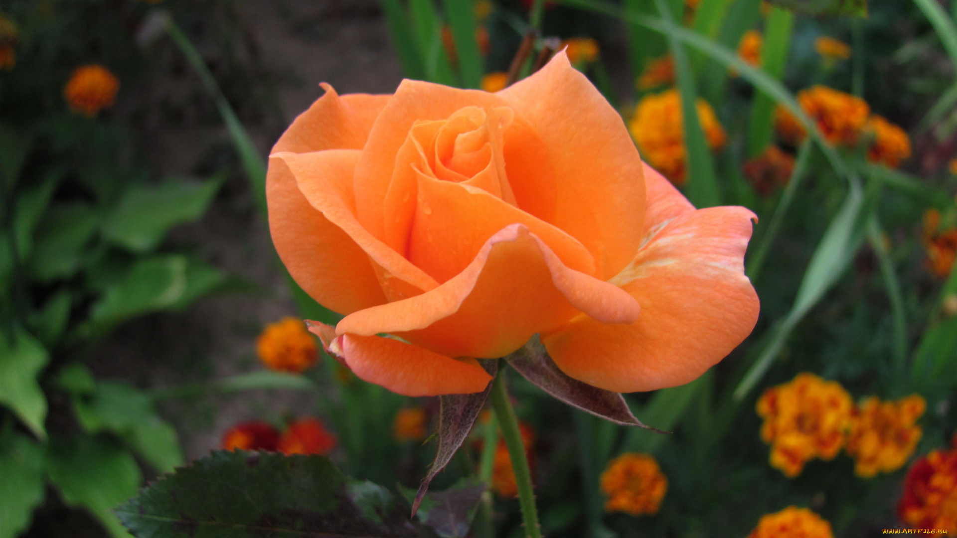 цветы, розы, бутон