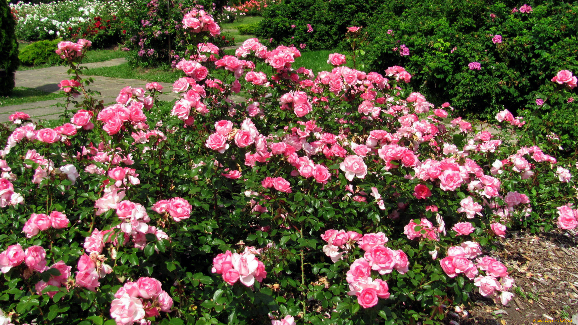 цветы, розы, розарий