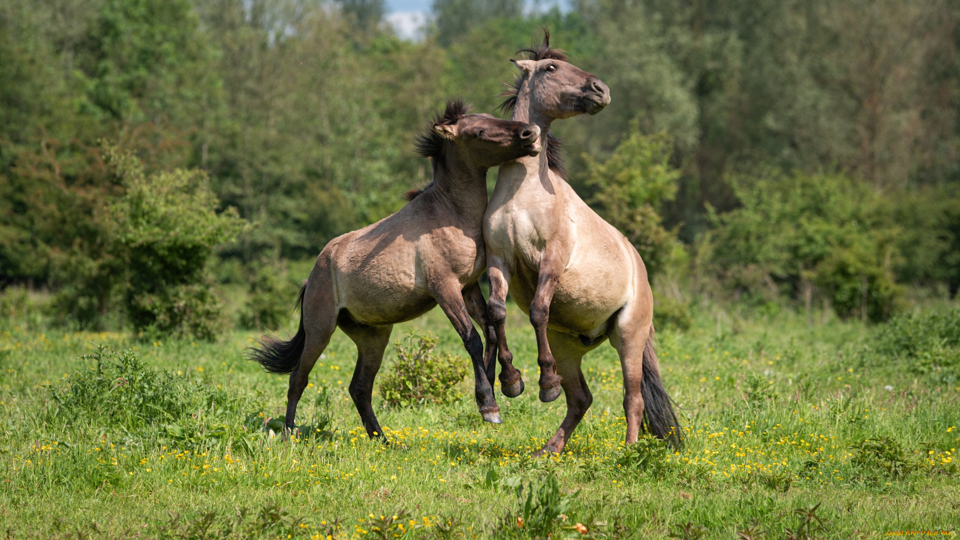 животные, лошади, кони, роща, поляна