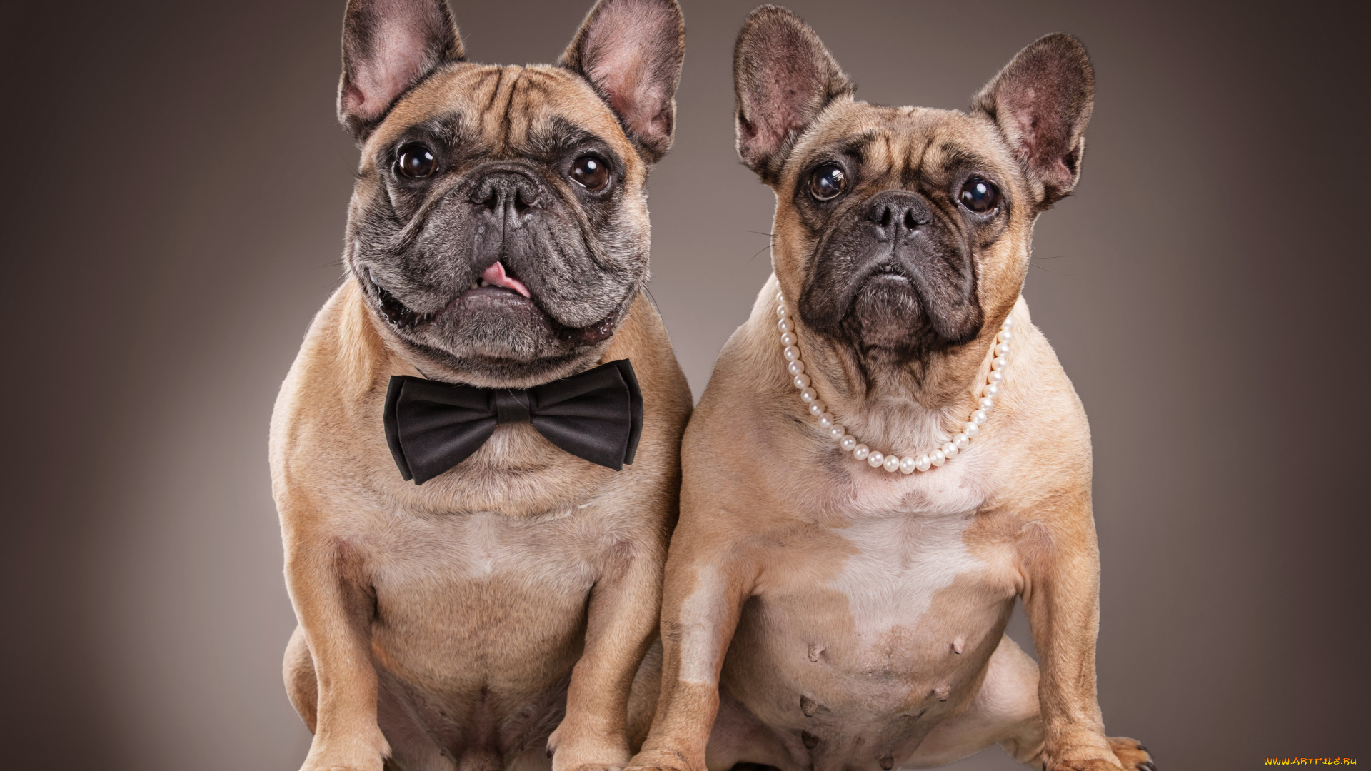 животные, собаки, бульдоги, пара, бабочка, бусы