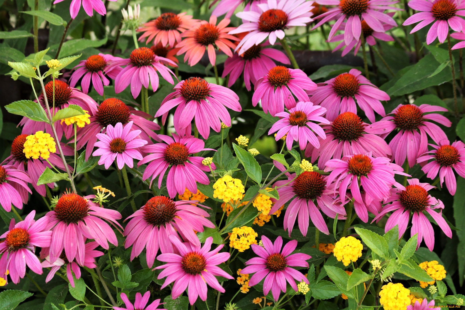 цветы, разные, вместе, эхинацея, вербена