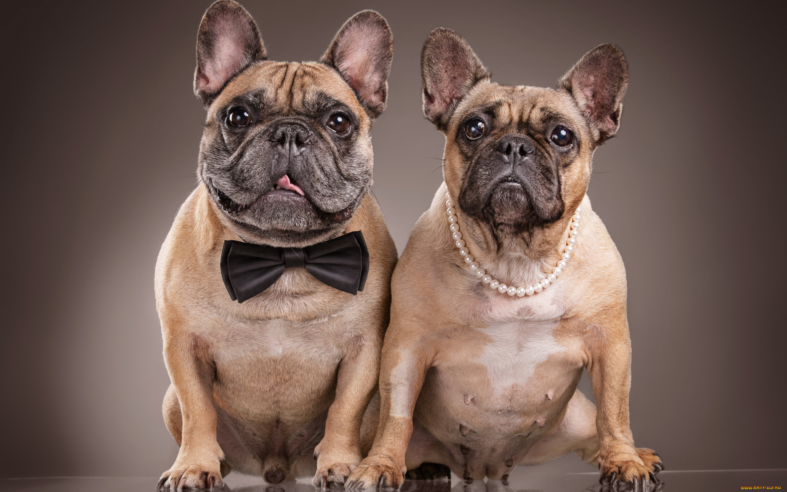 животные, собаки, бульдоги, пара, бабочка, бусы