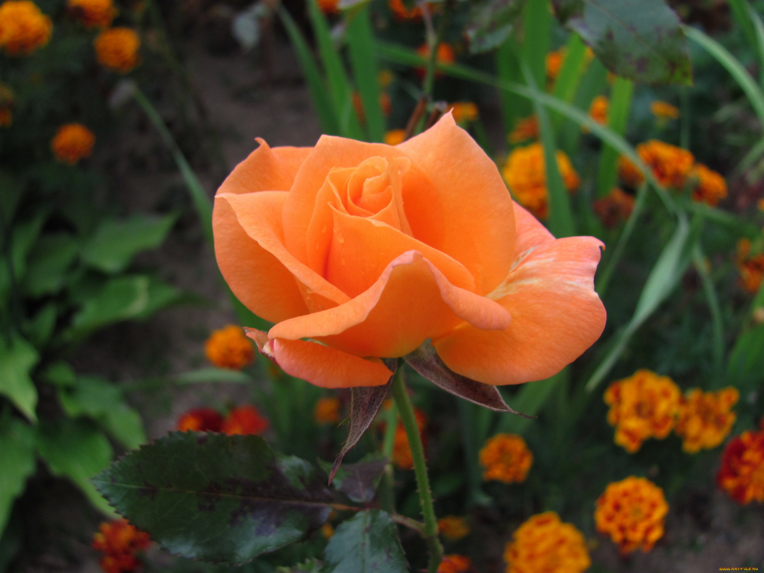 цветы, розы, бутон