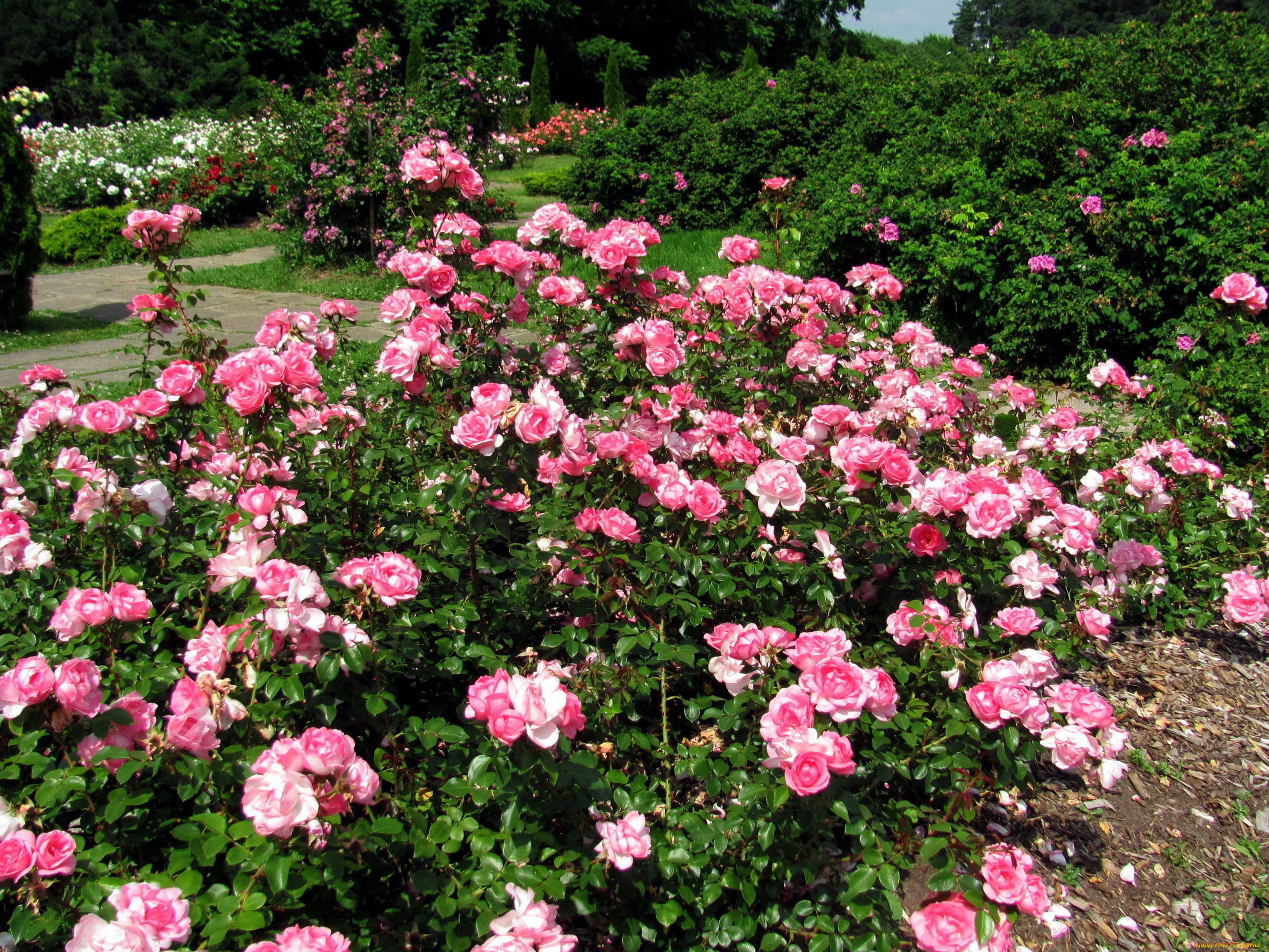 цветы, розы, розарий