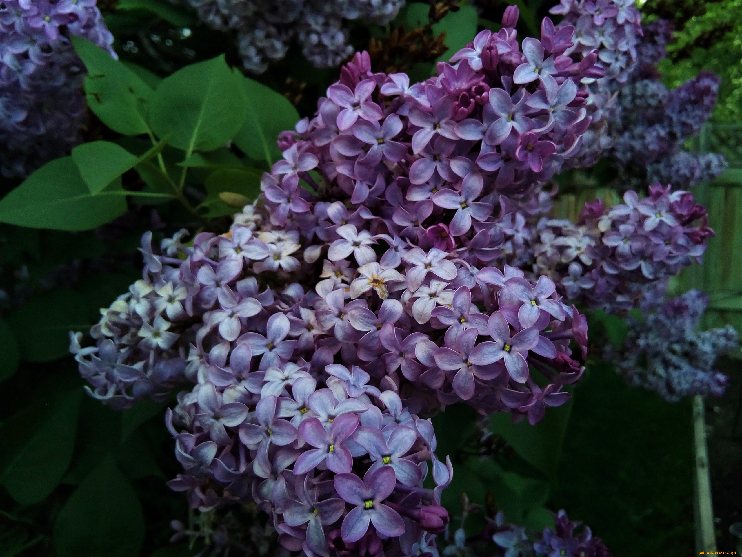 цветы, сирень, лиловая, ветка