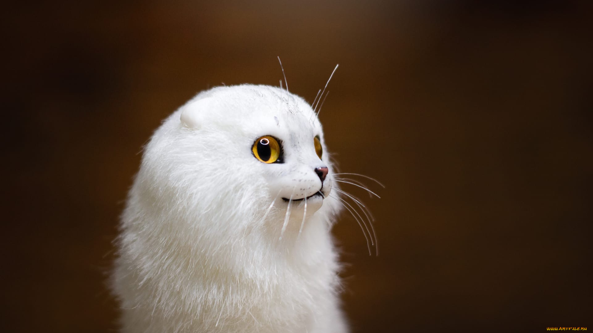 разное, игрушки, кот, белый