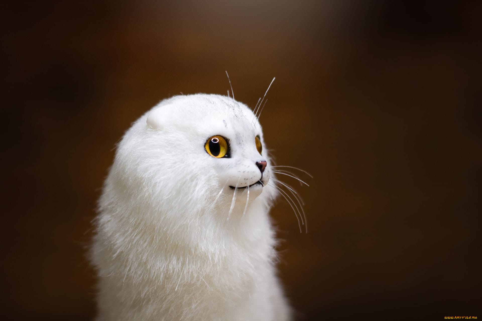 разное, игрушки, кот, белый