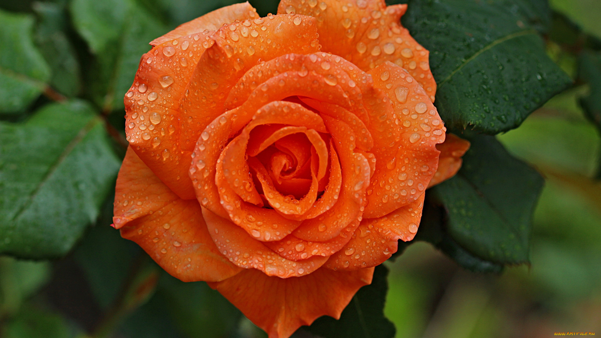 роза, louis, de, funes, цветы, розы, роза, louis, de, funes