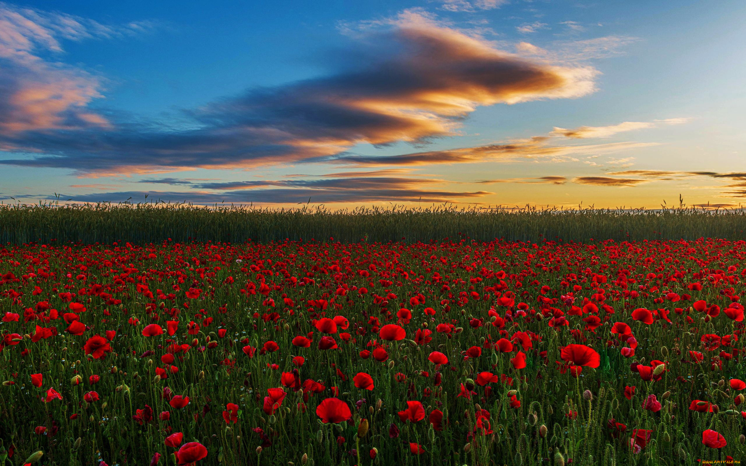 westoning, bedfordshire, england, природа, луга