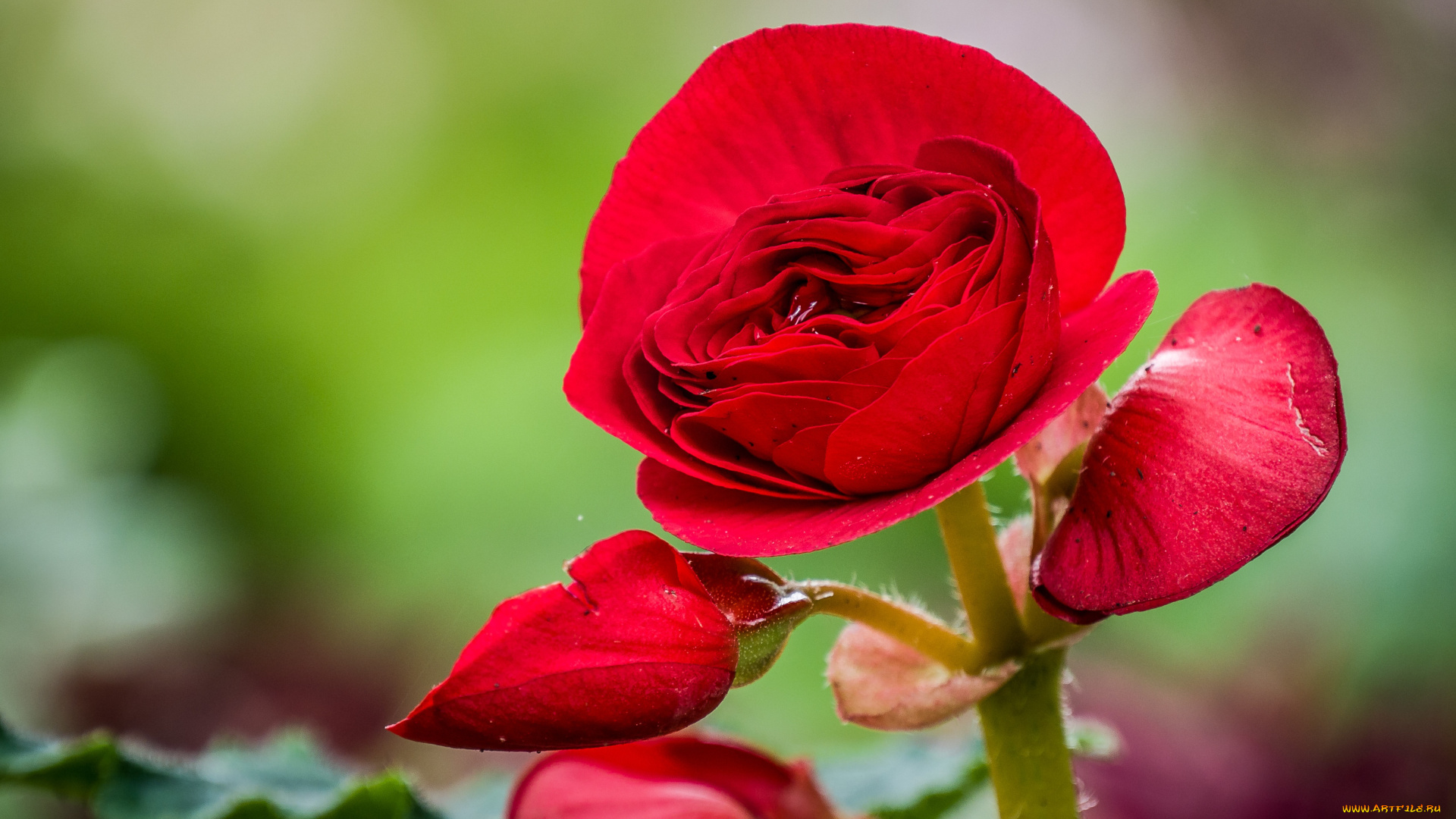 цветы, бегония