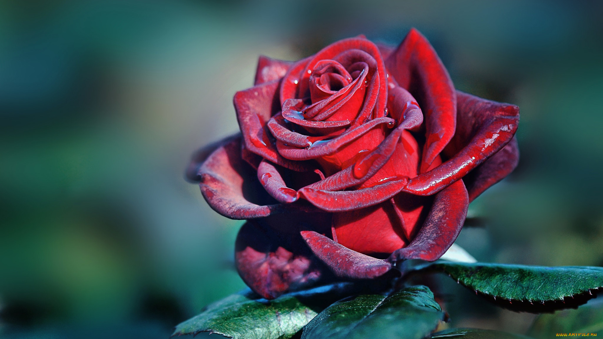 цветы, розы, цветок