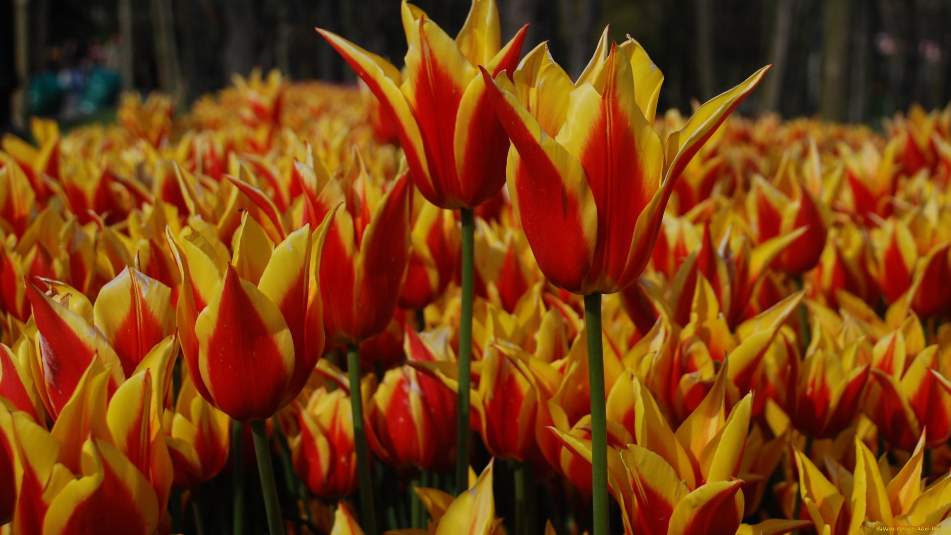 цветы, тюльпаны