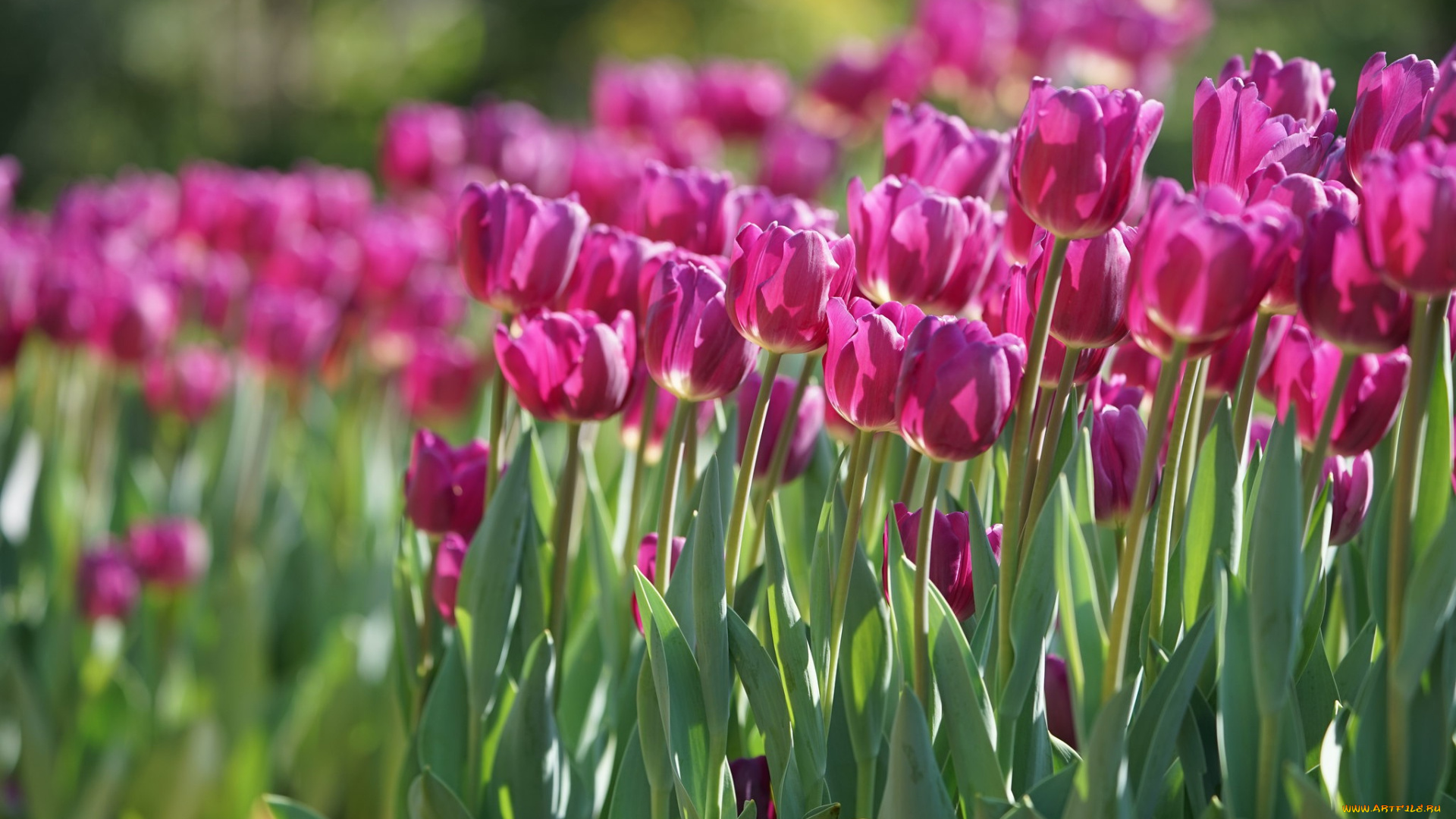 цветы, тюльпаны, весна