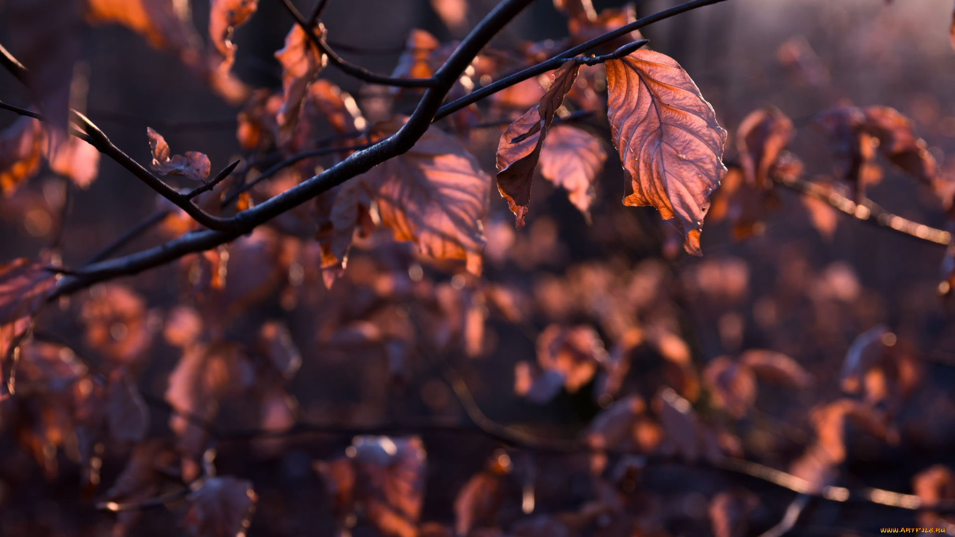 природа, листья, осень