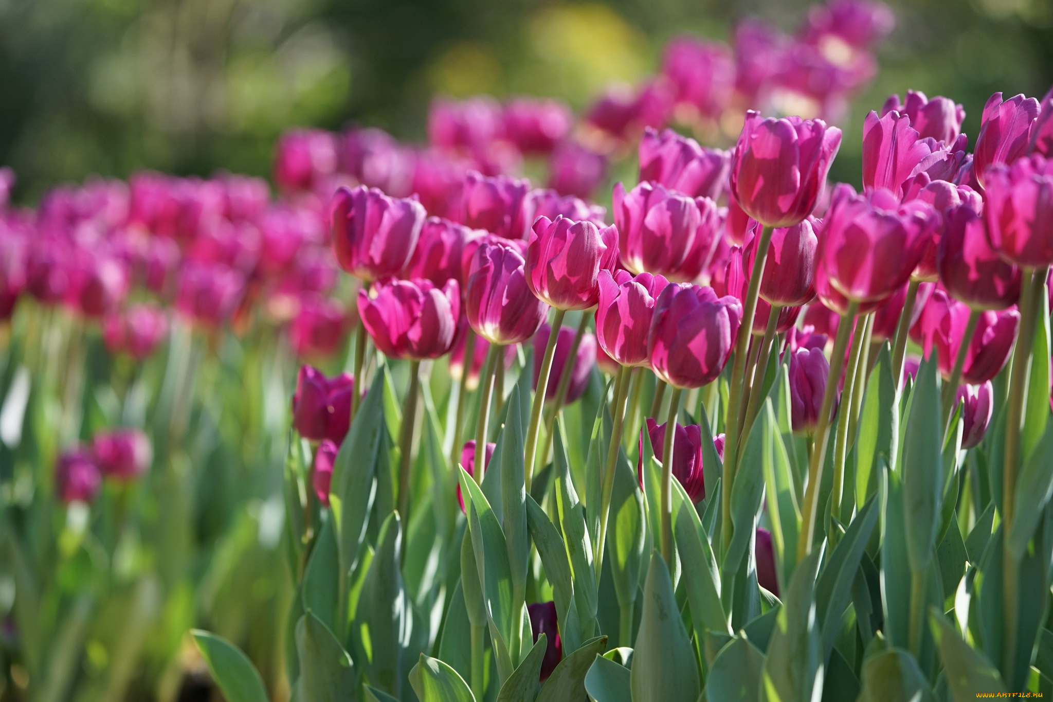 цветы, тюльпаны, весна