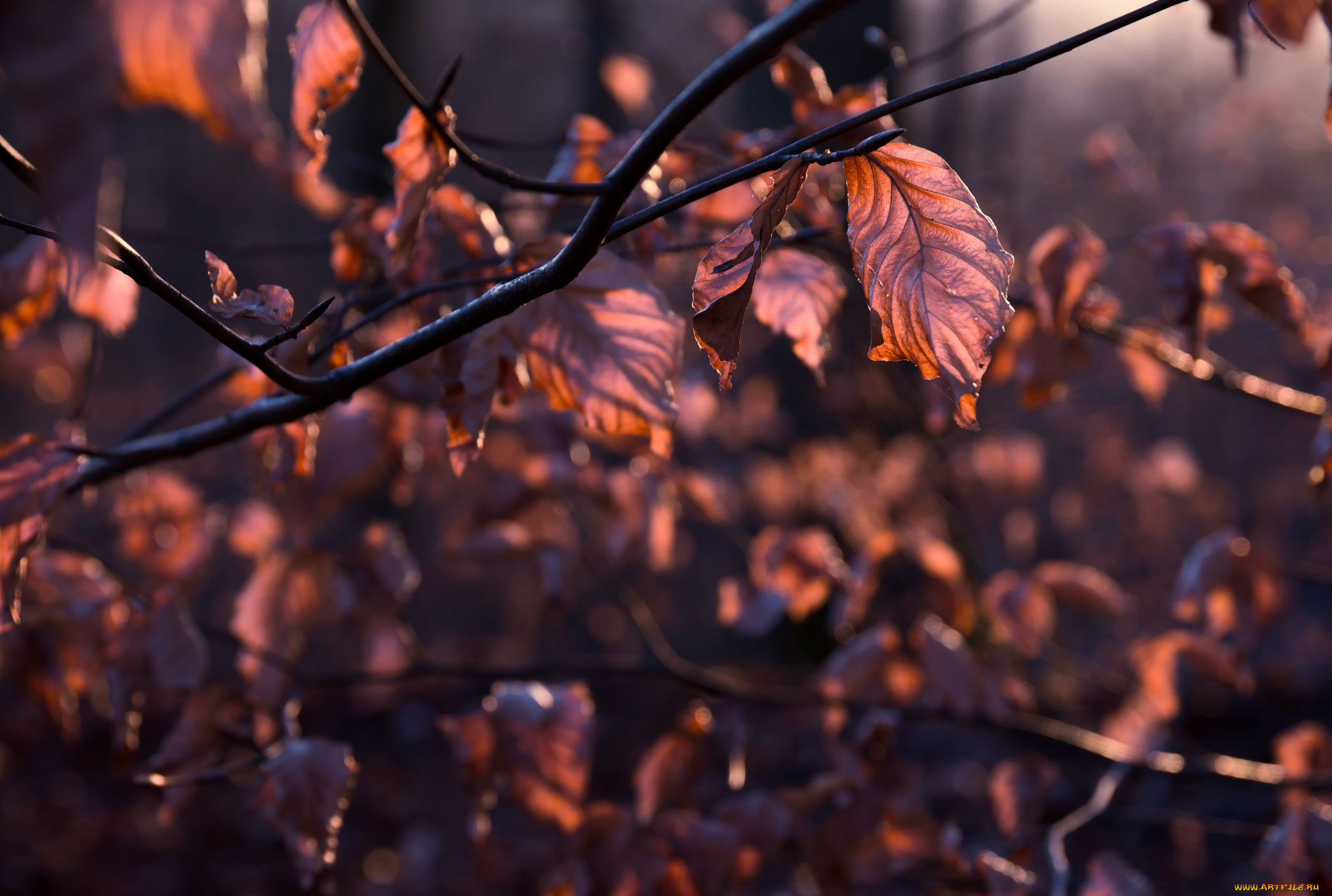 природа, листья, осень